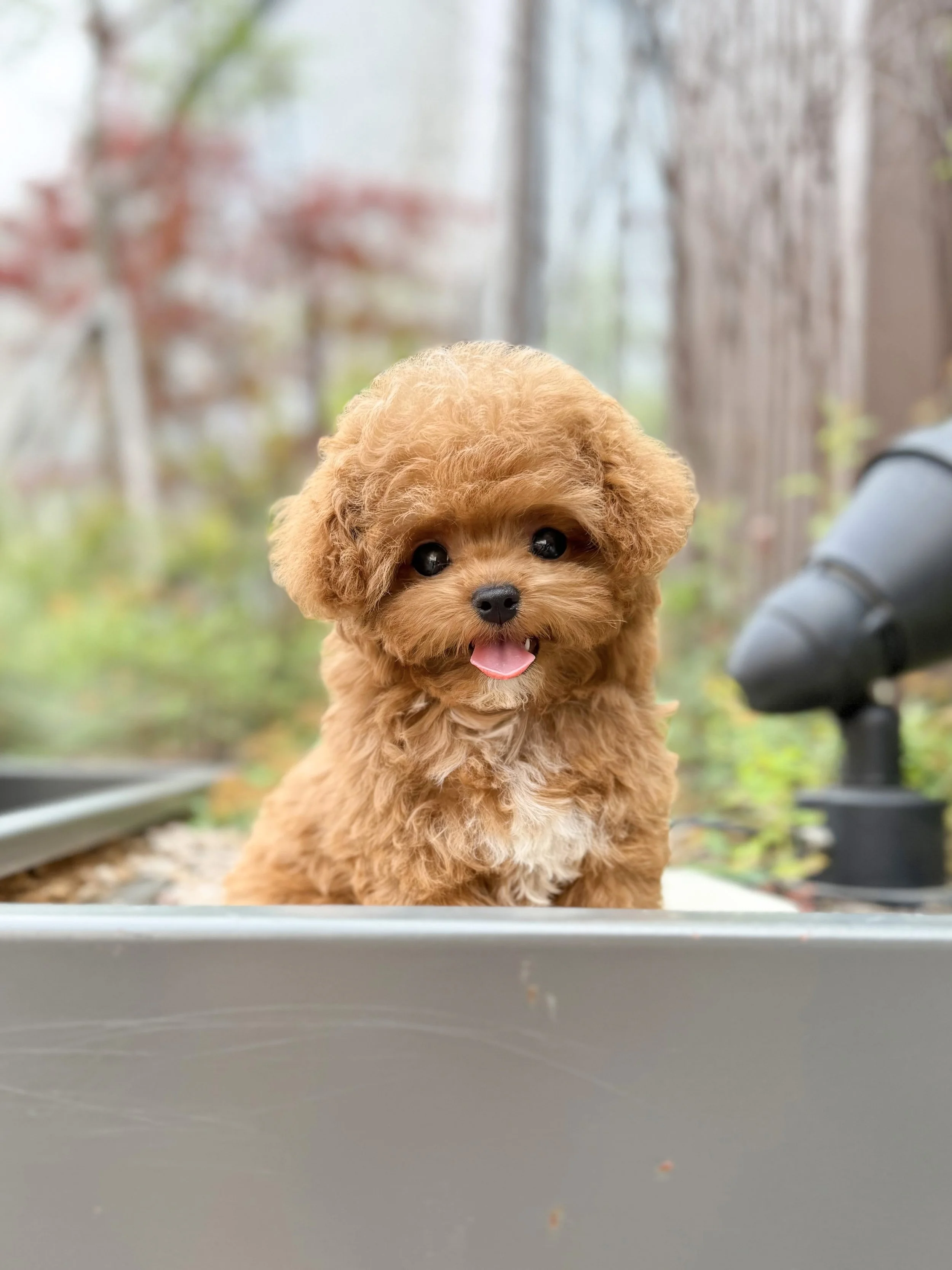 Pocket Pet Teacup Dog