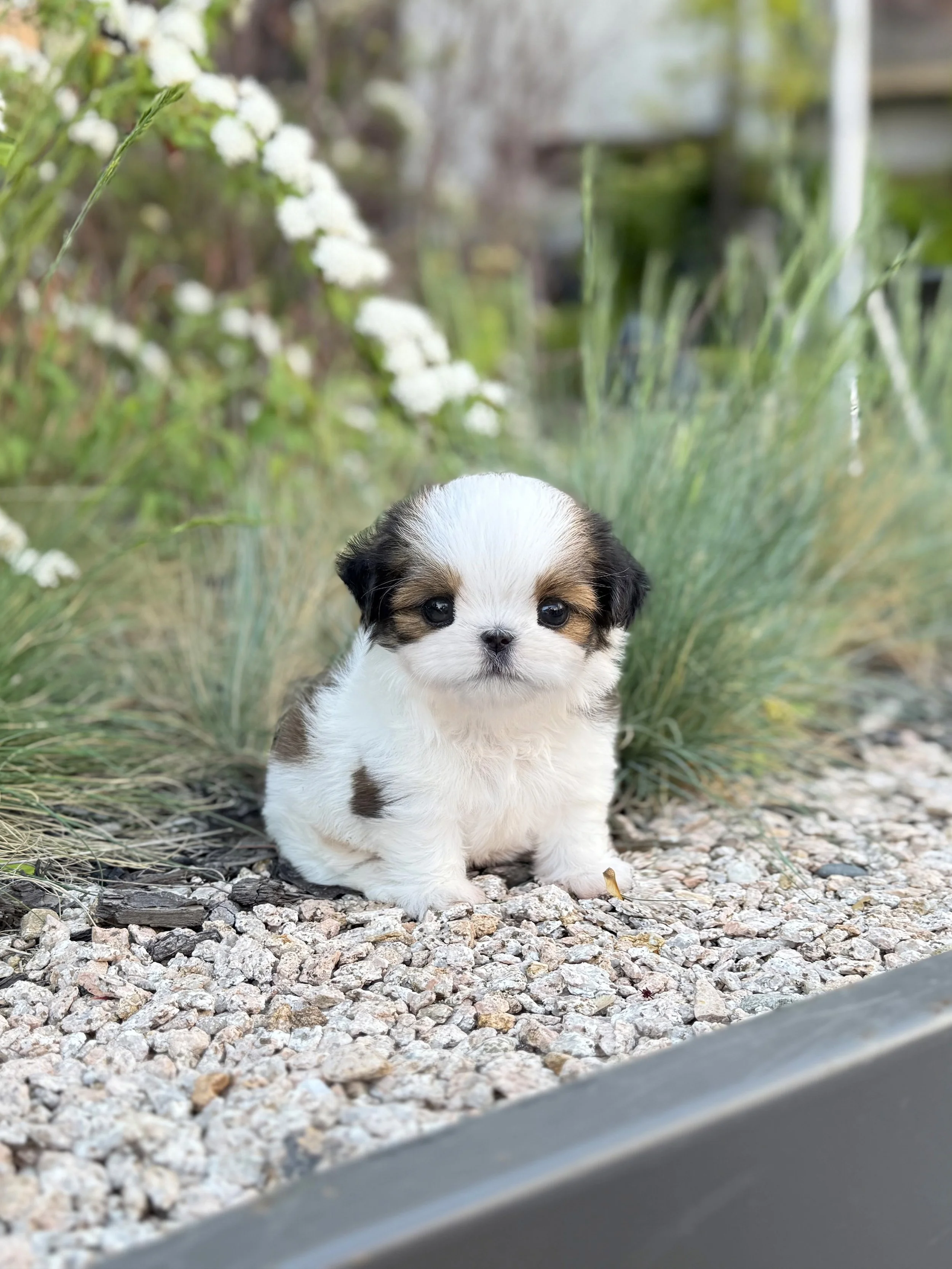 Pocket Pet Teacup Dog