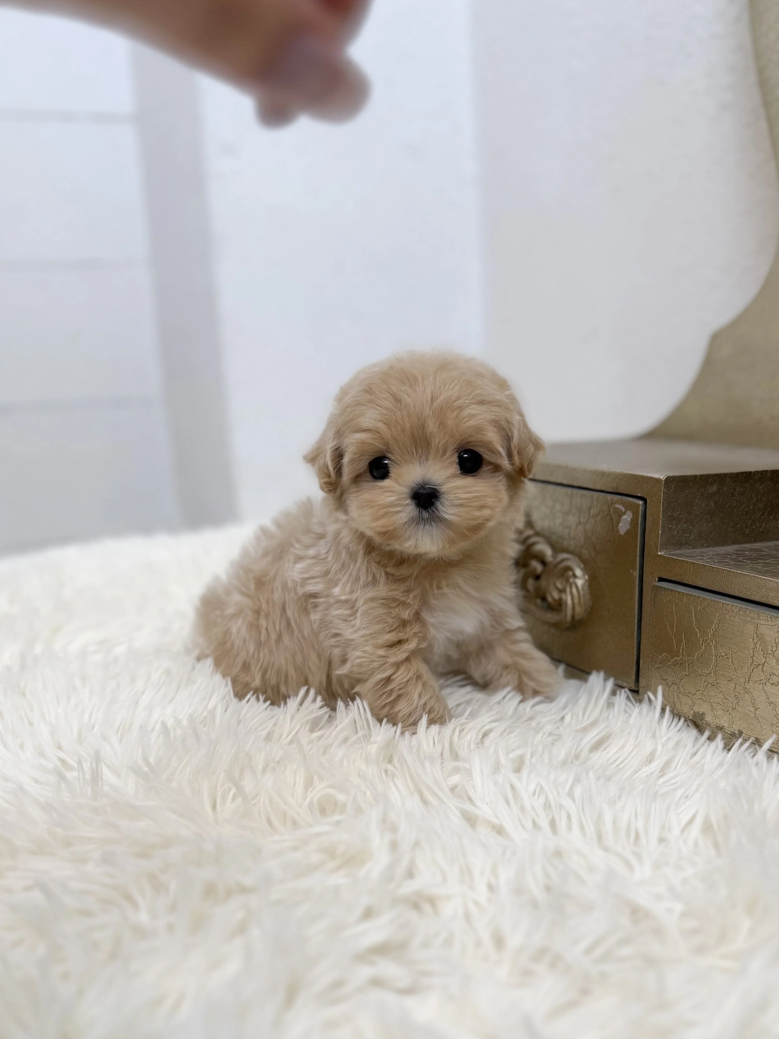 Pocket Pet Teacup Dog
