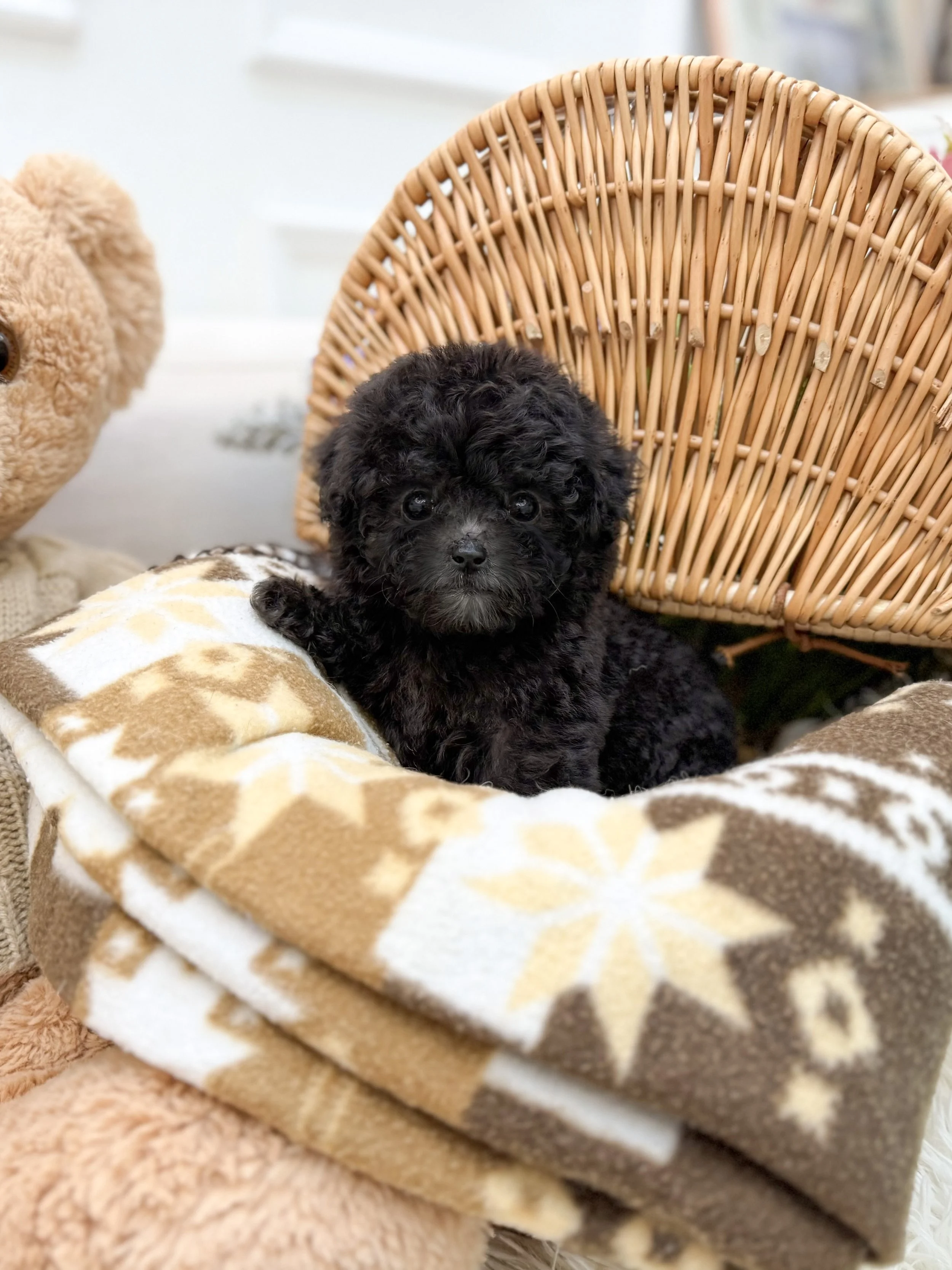 Pocket Pet Teacup Dog