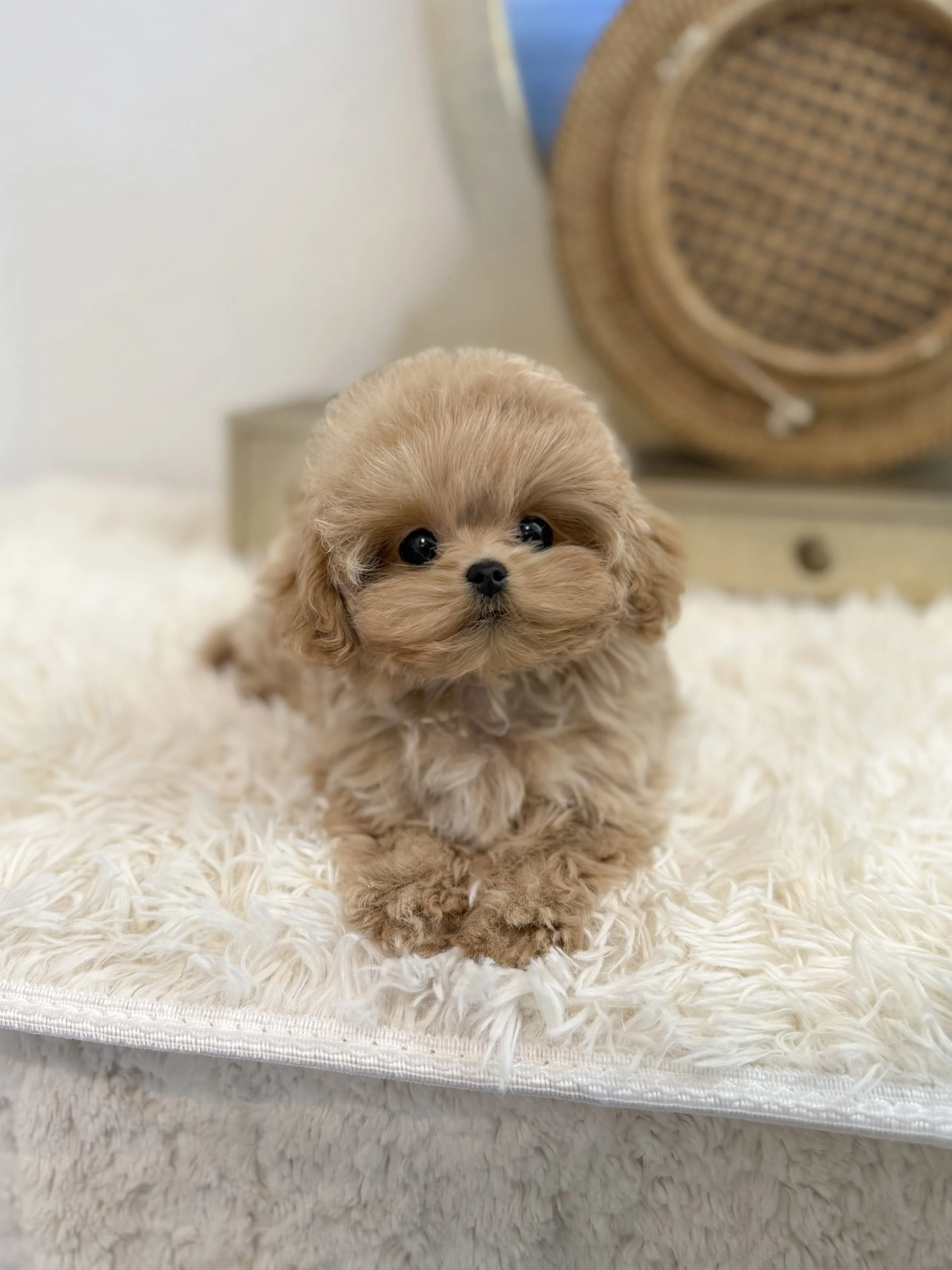 Pocket Pet Teacup Dog