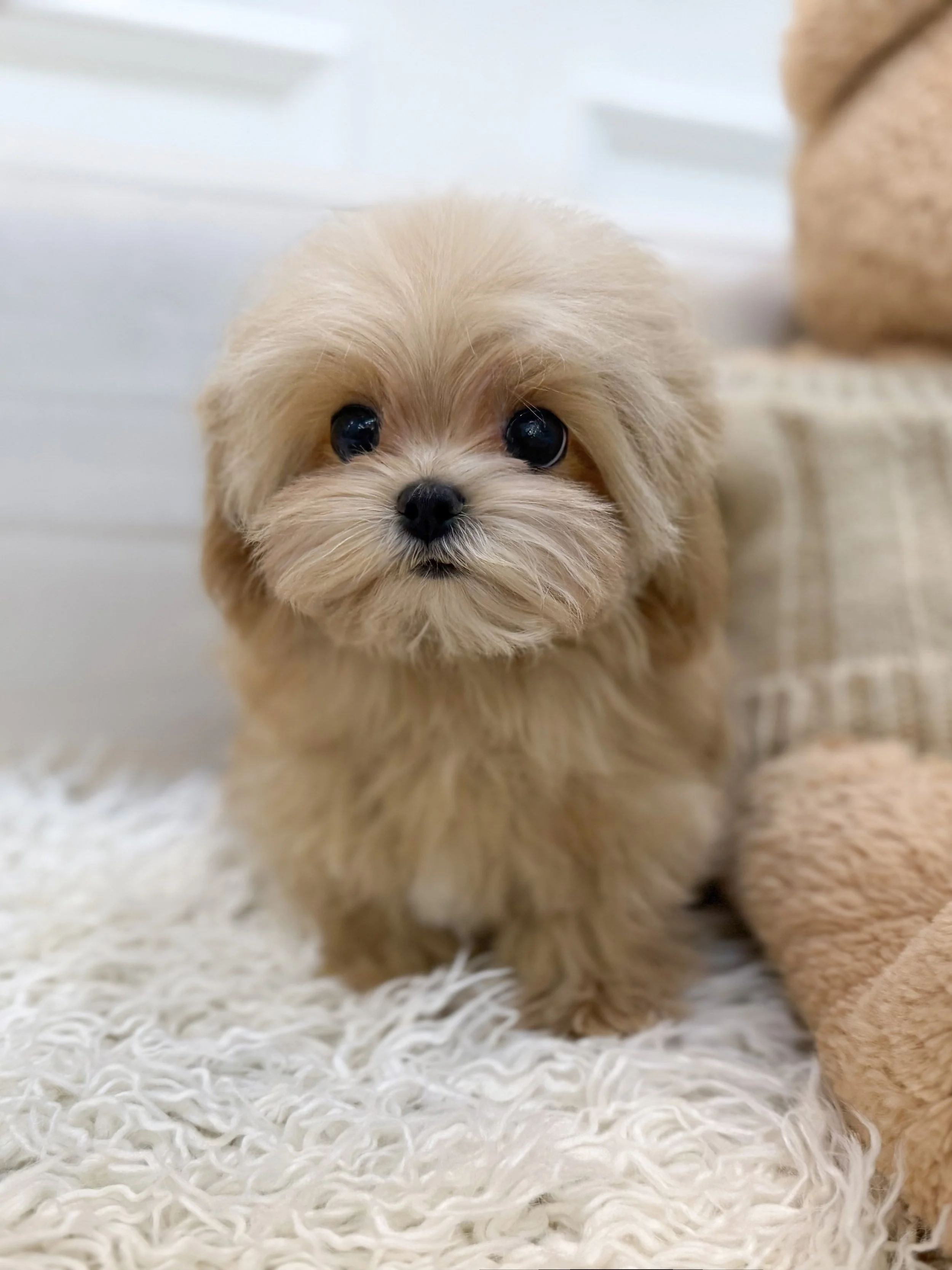 Pocket Pet Teacup Dog