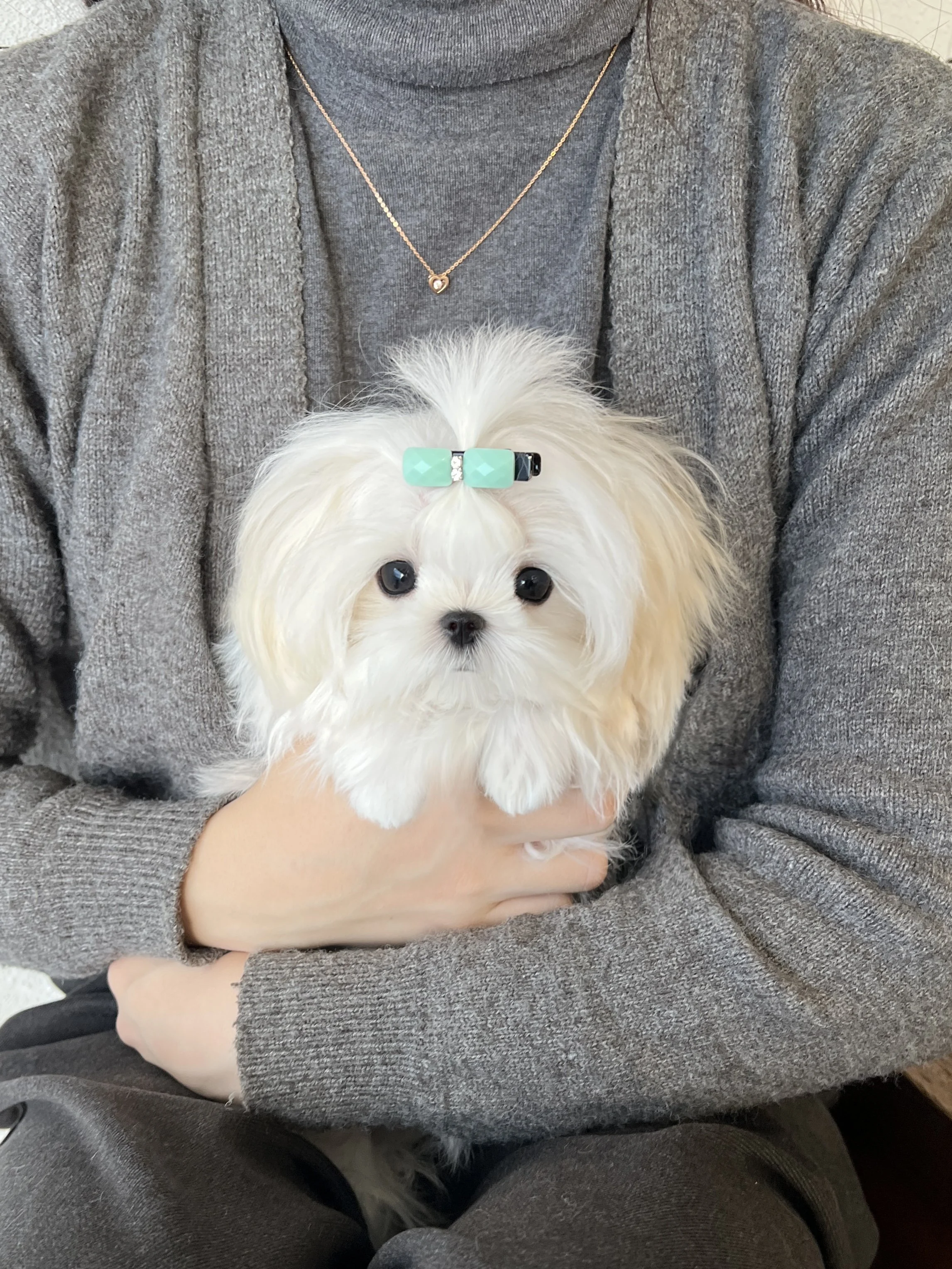 Pocket Pet Teacup Dog