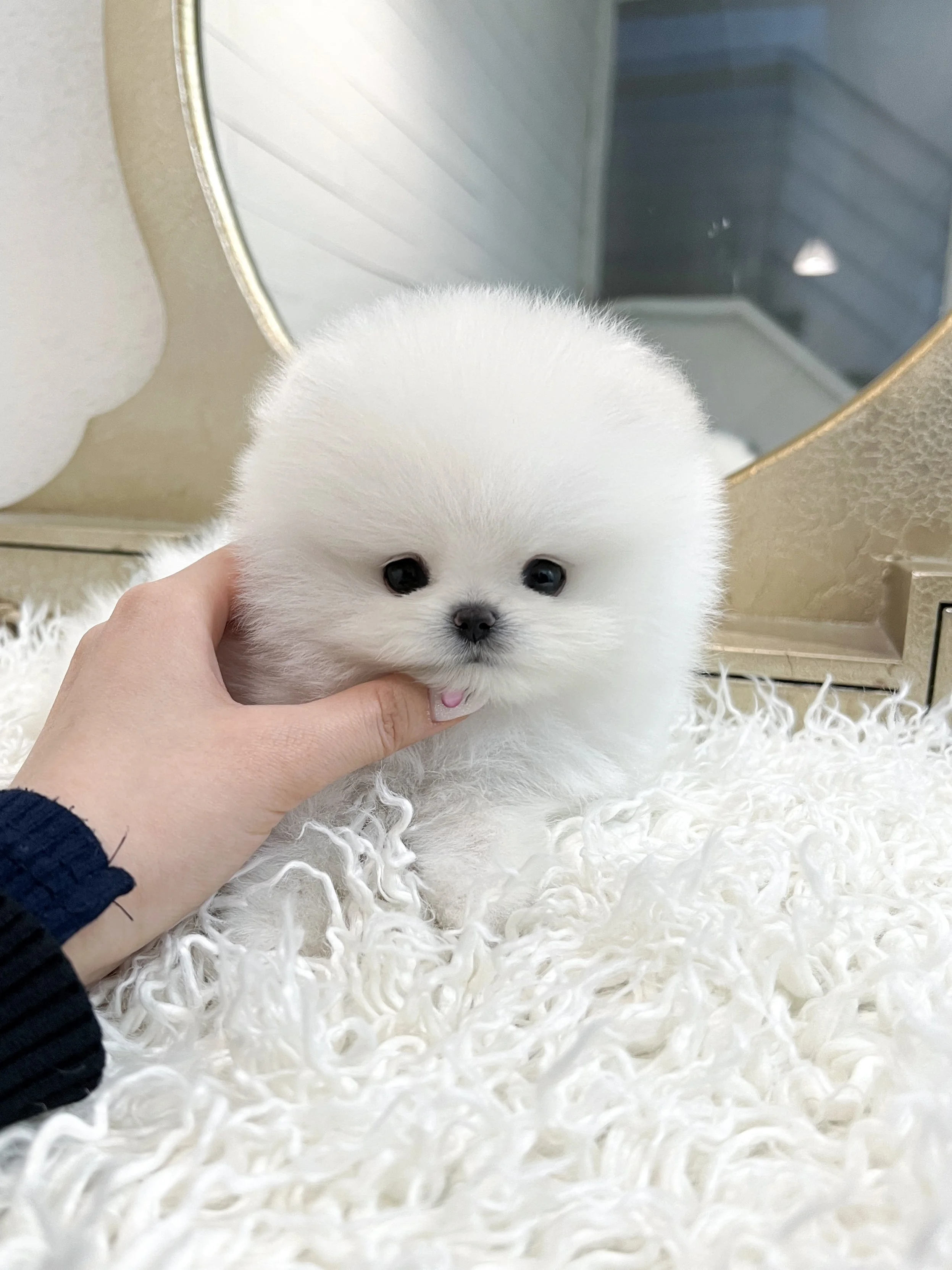 Pocket Pet Teacup Dog