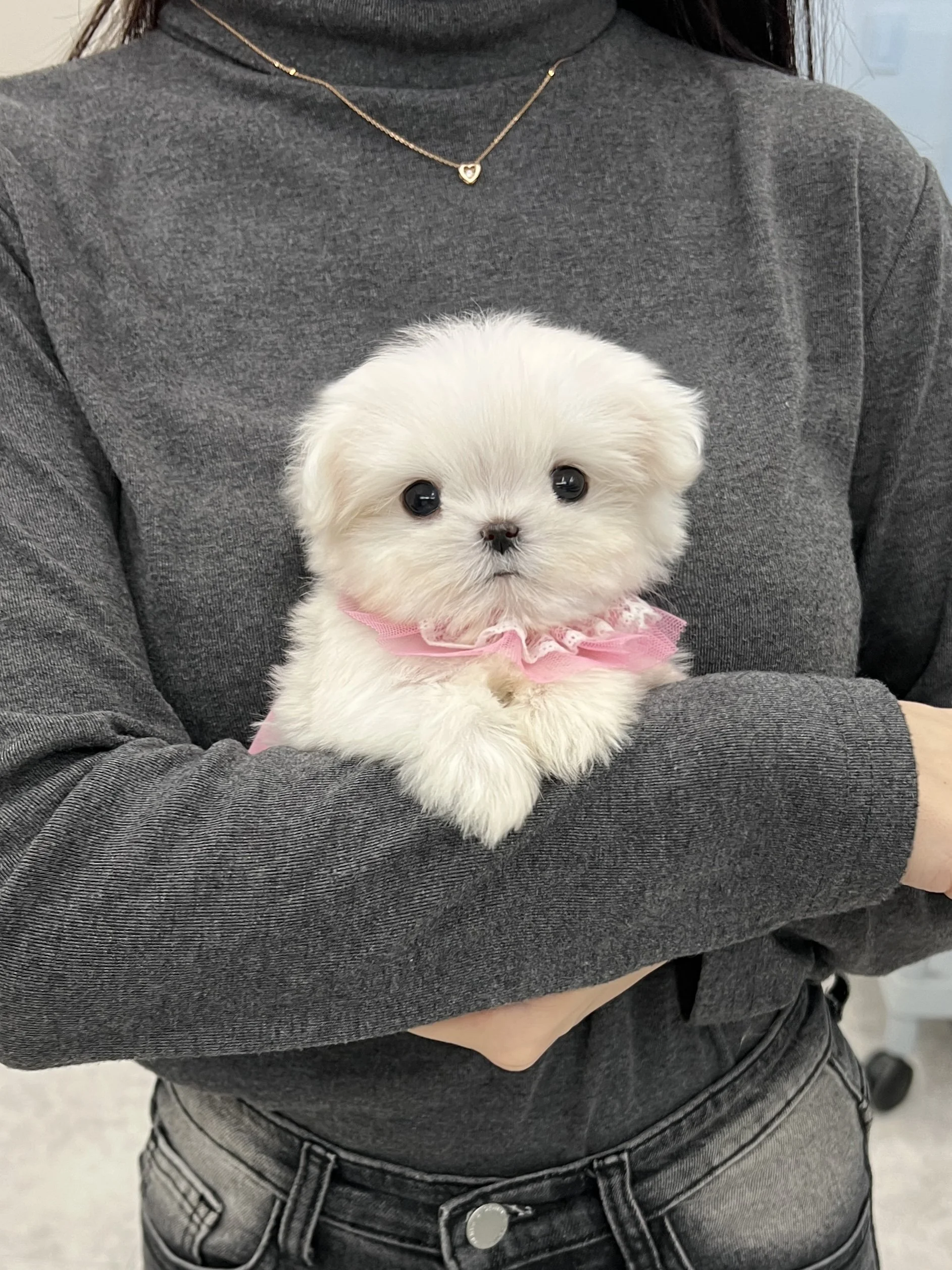 Pocket Pet Teacup Dog