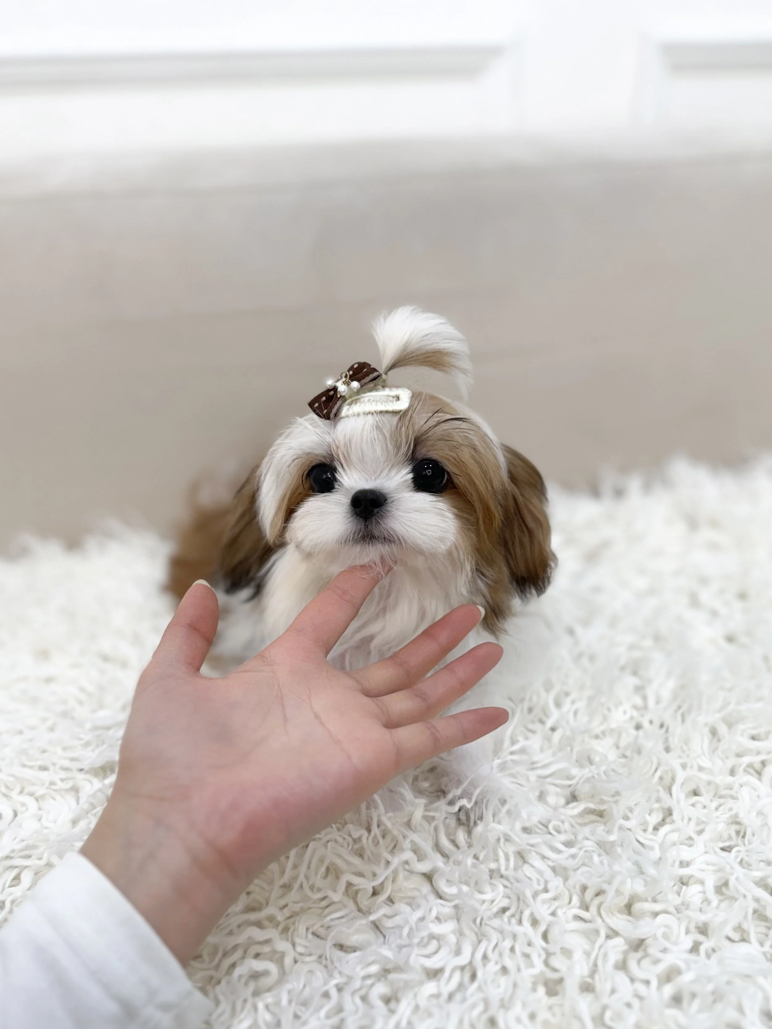 Pocket Pet Teacup Dog
