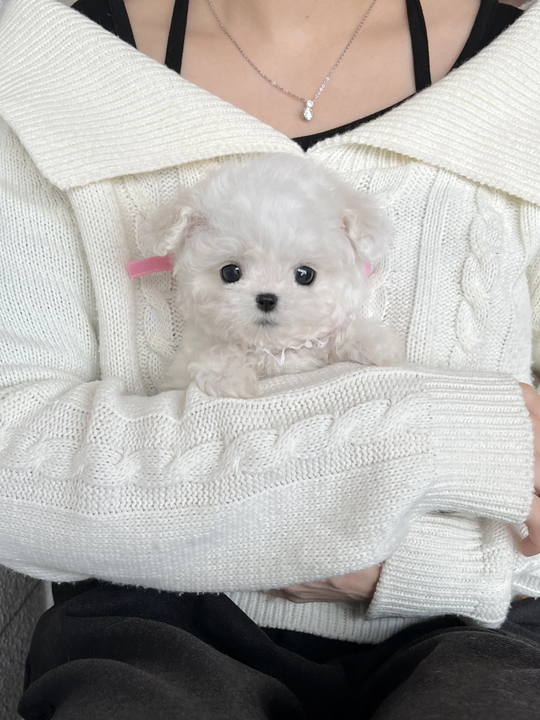 Pocket Pet Teacup Dog