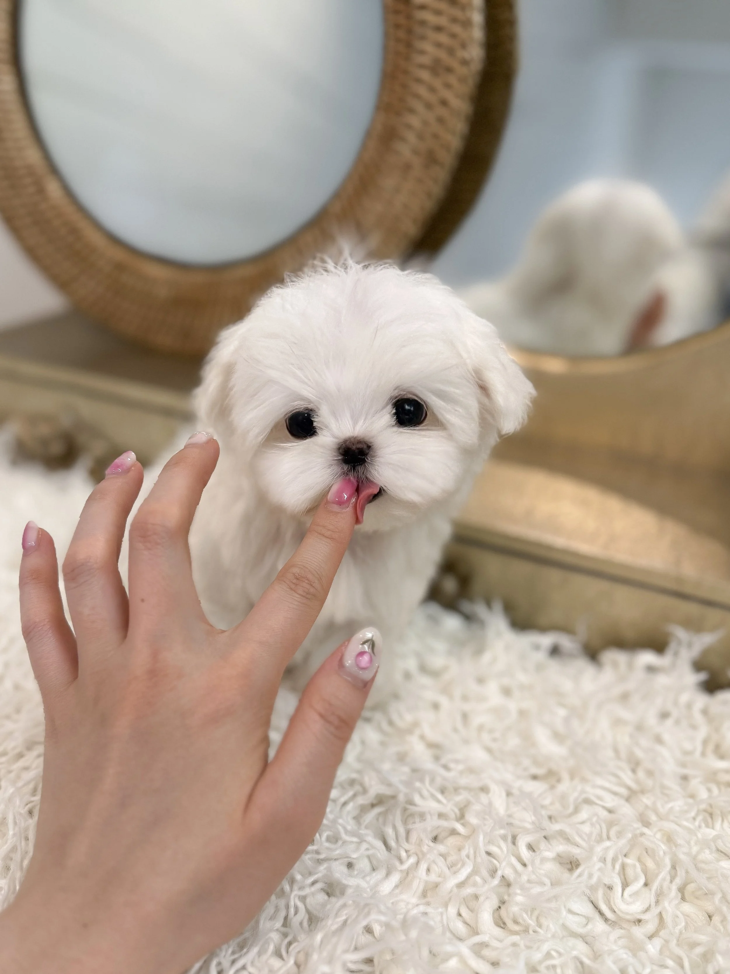 Pocket Pet Teacup Dog
