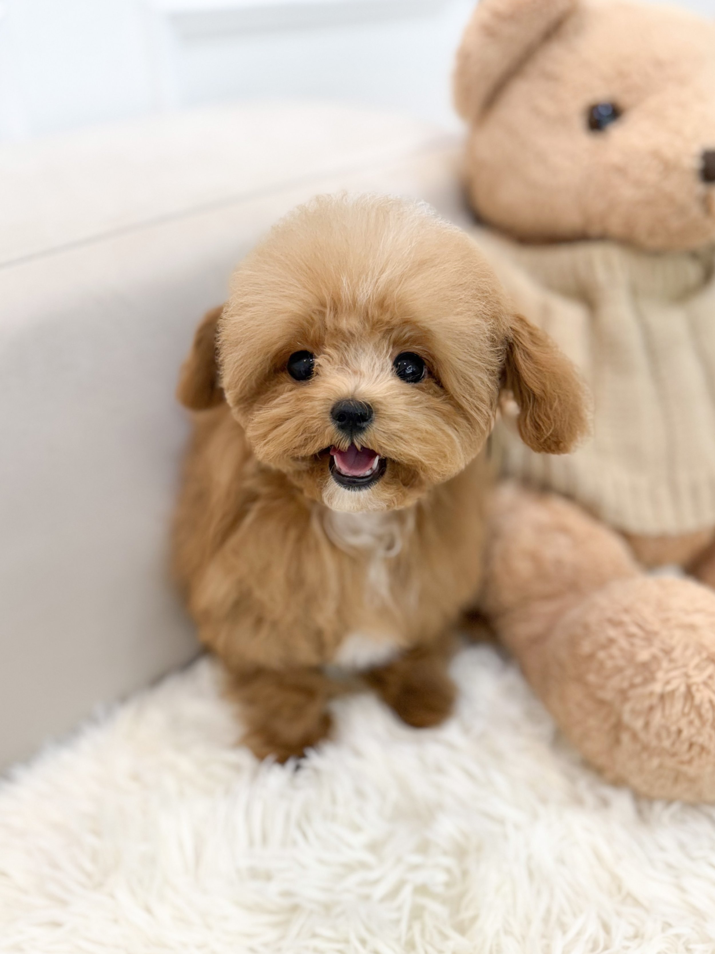 Pocket Pet Teacup Dog