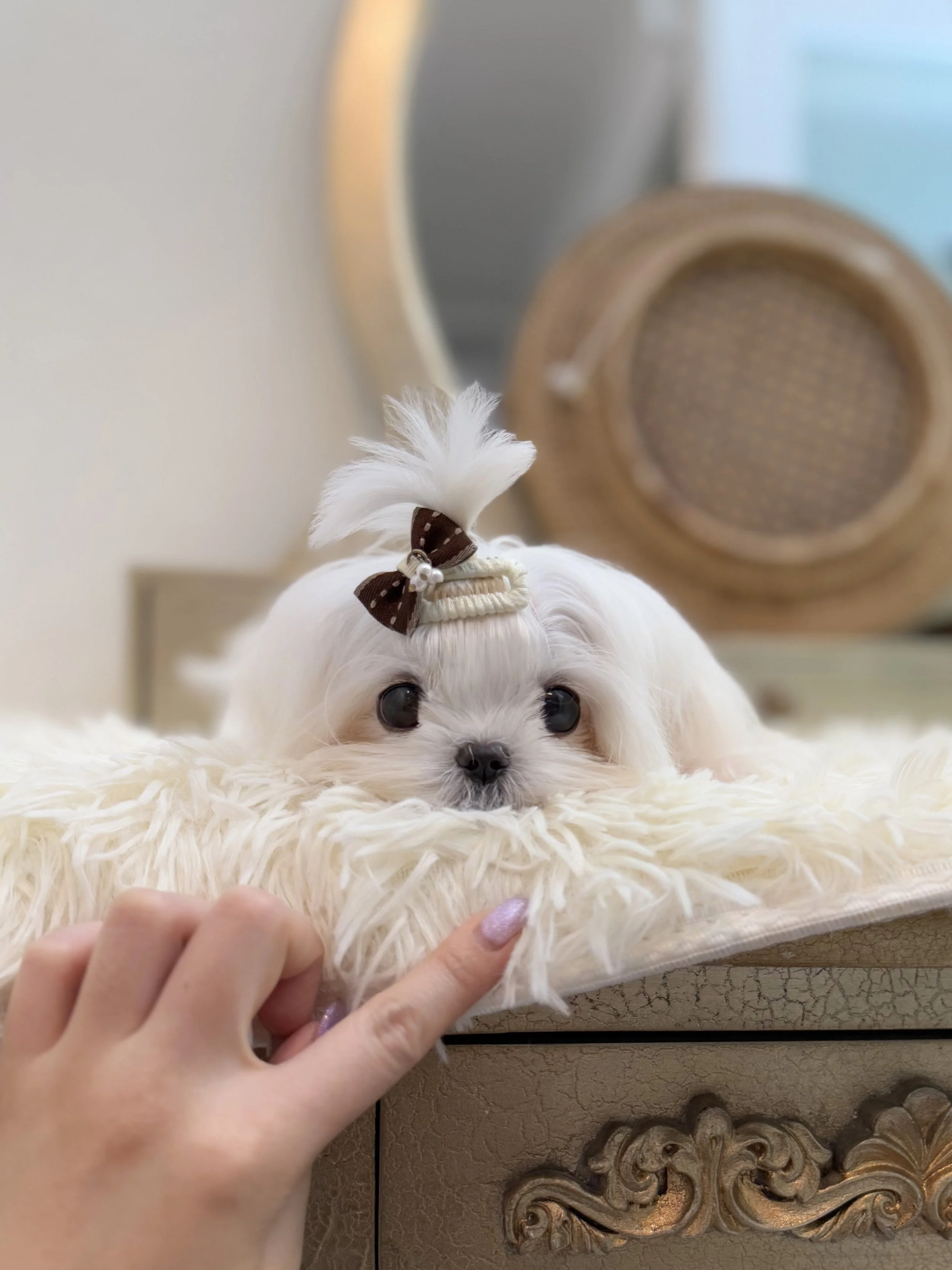 Pocket Pet Teacup Dog