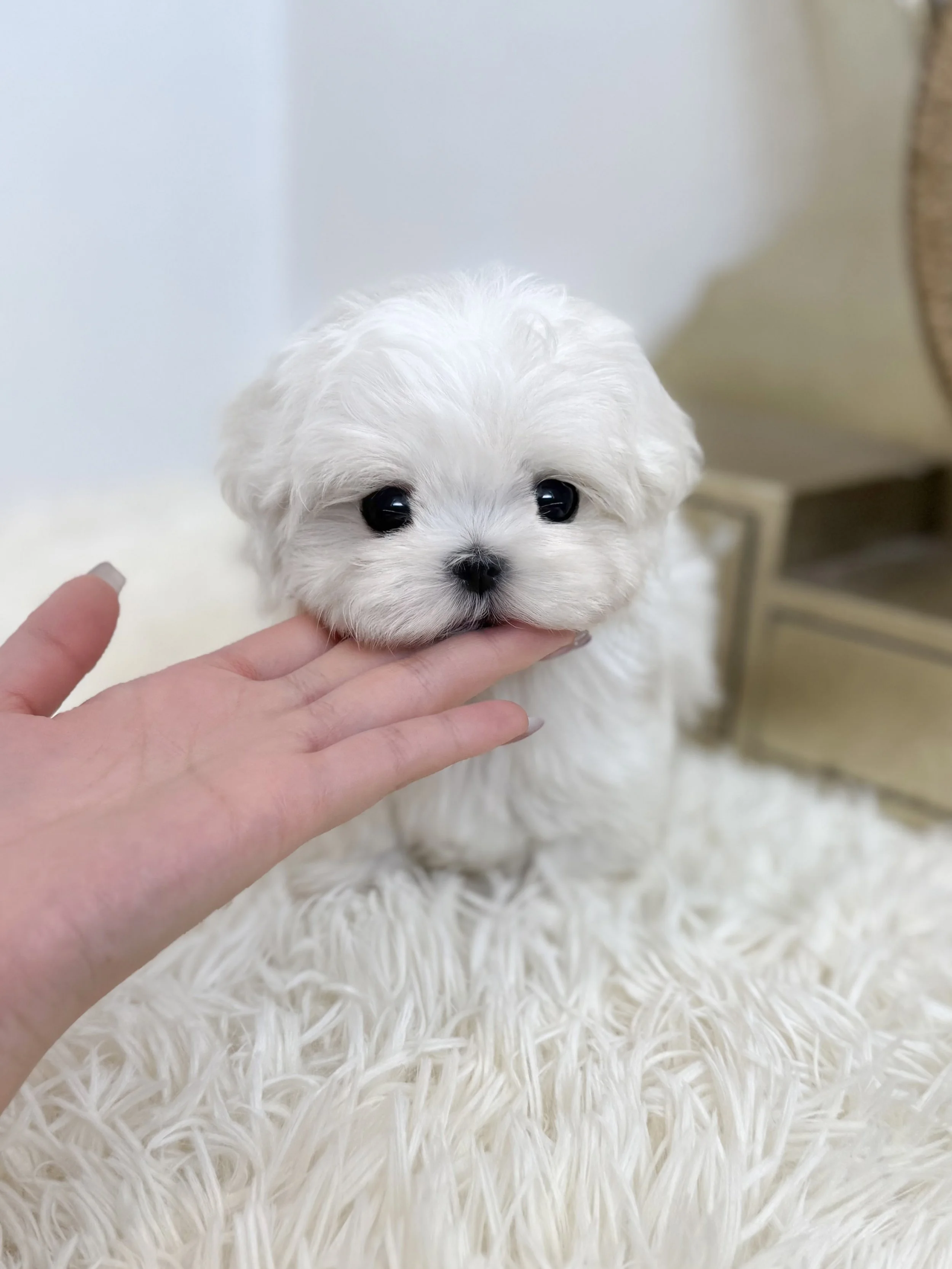 Pocket Pet Teacup Dog
