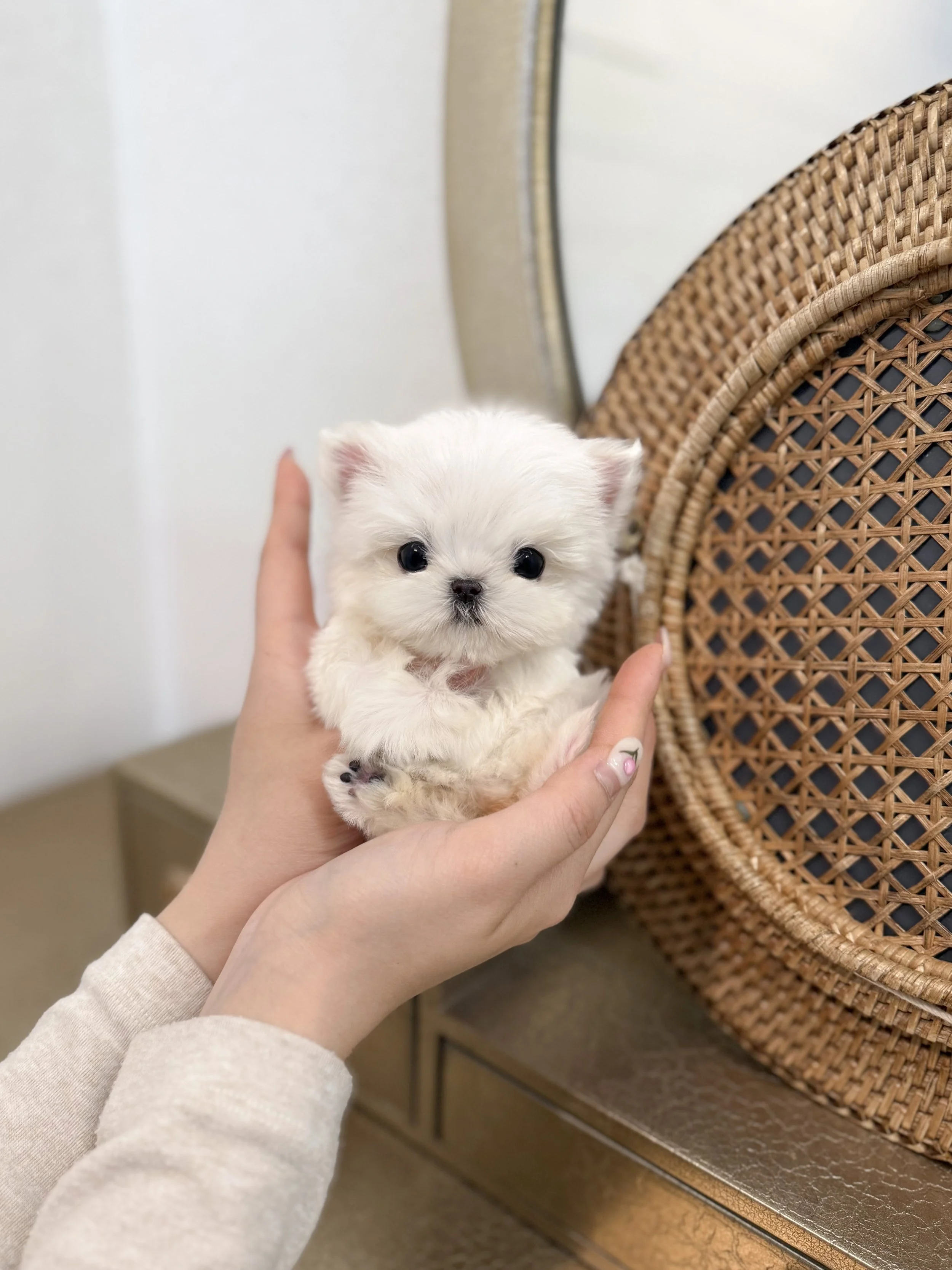 Pocket Pet Teacup Dog