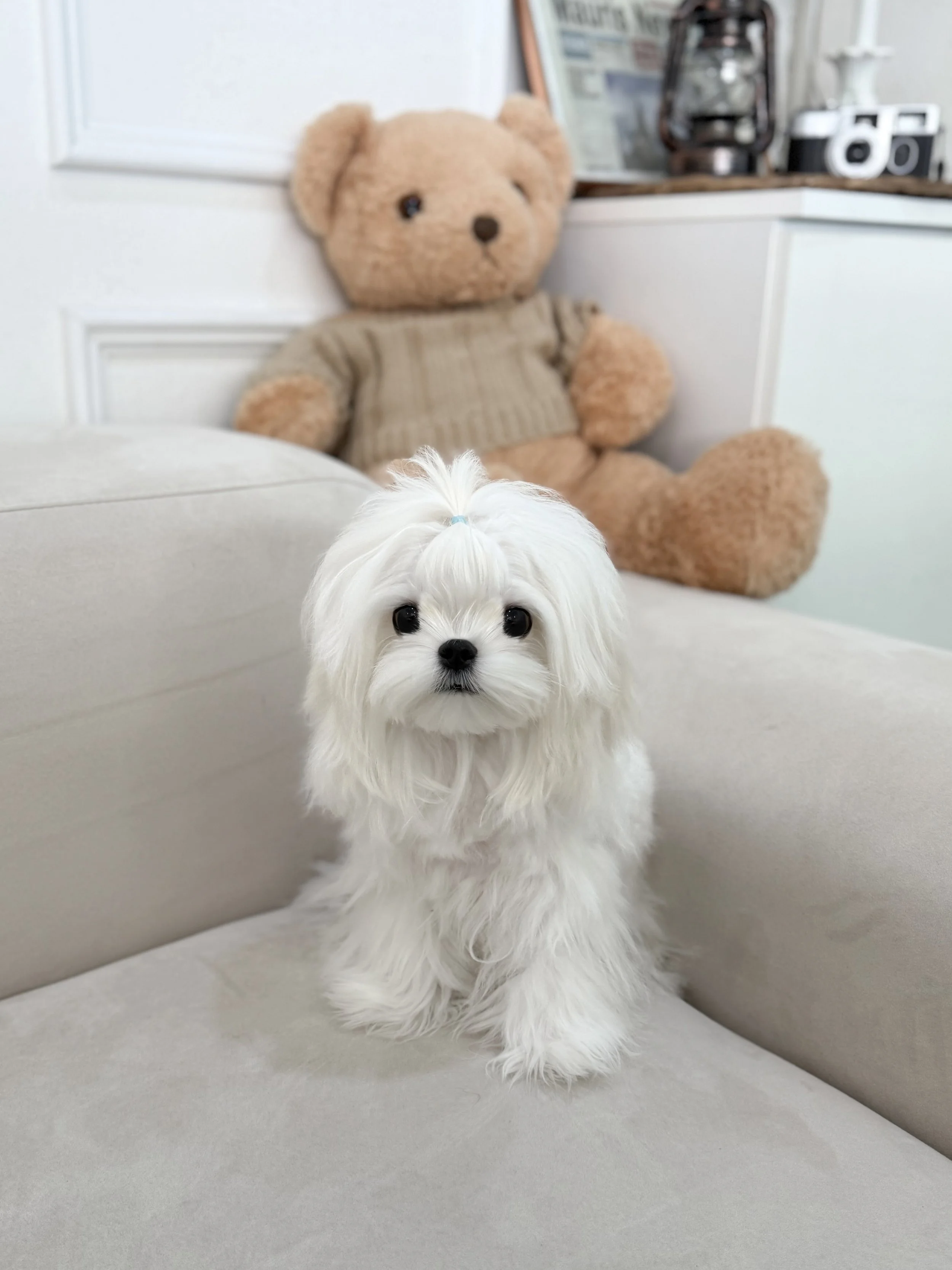 Pocket Pet Teacup Dog