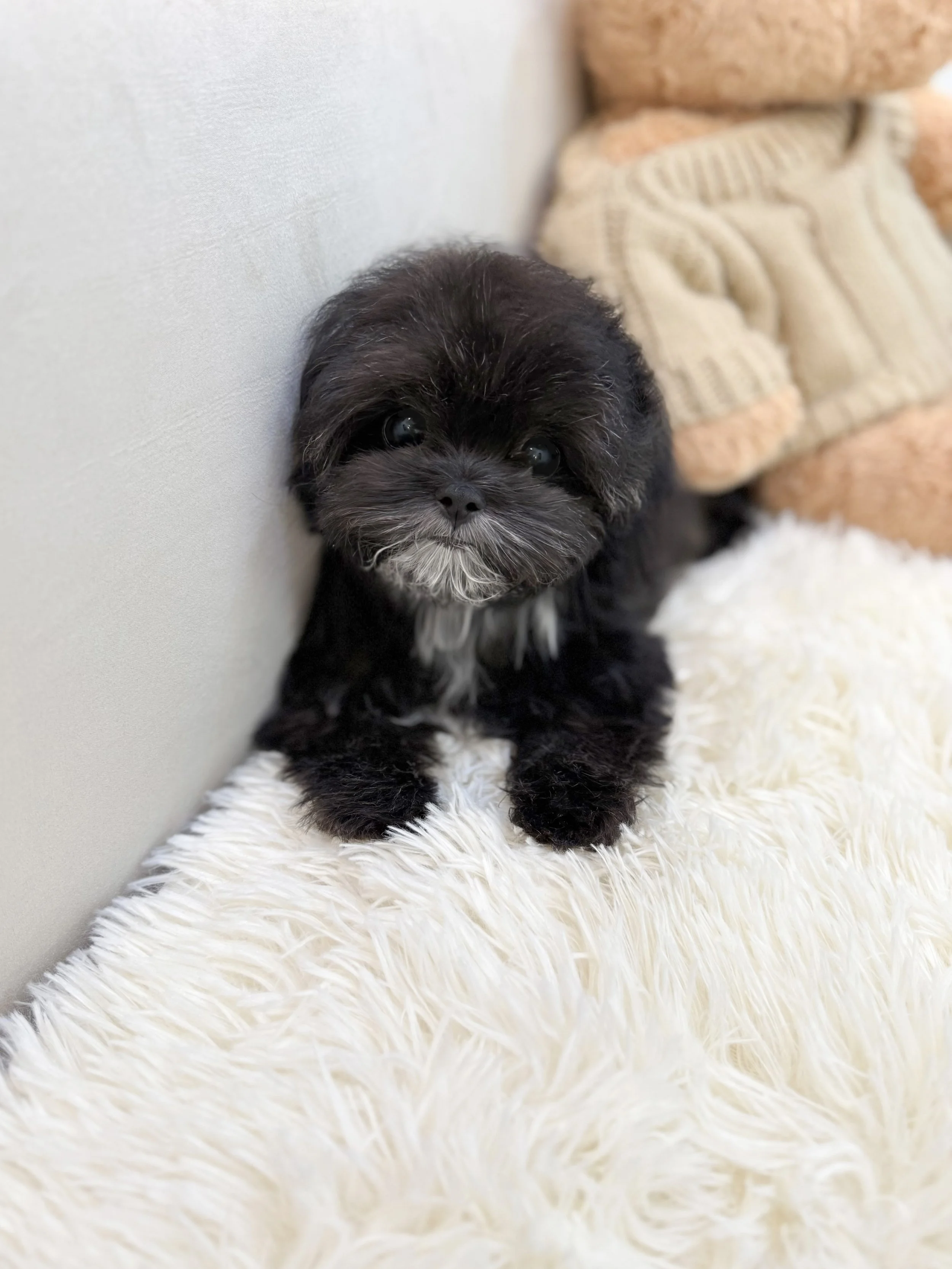 Pocket Pet Teacup Dog