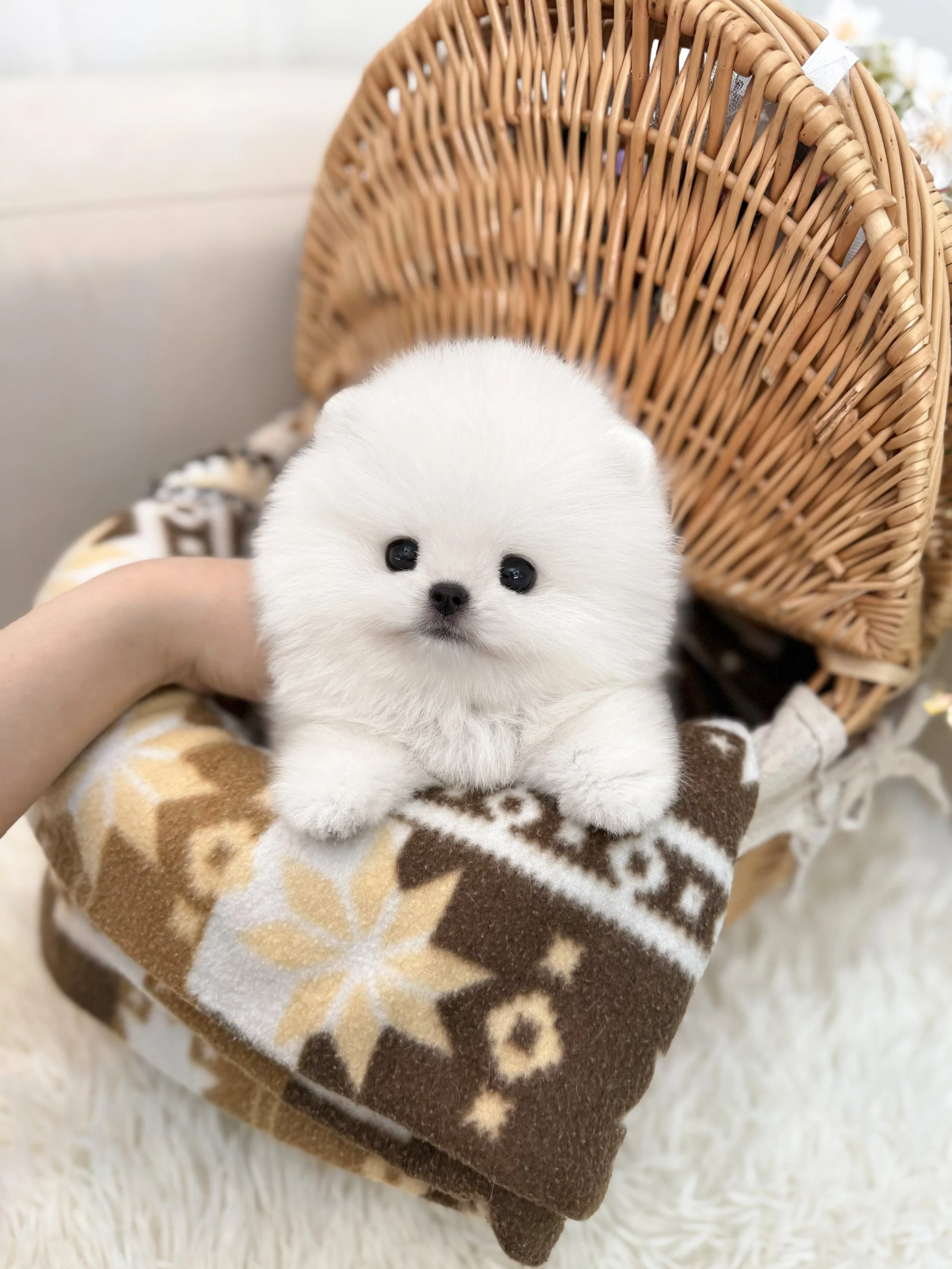 Pocket Pet Teacup Dog
