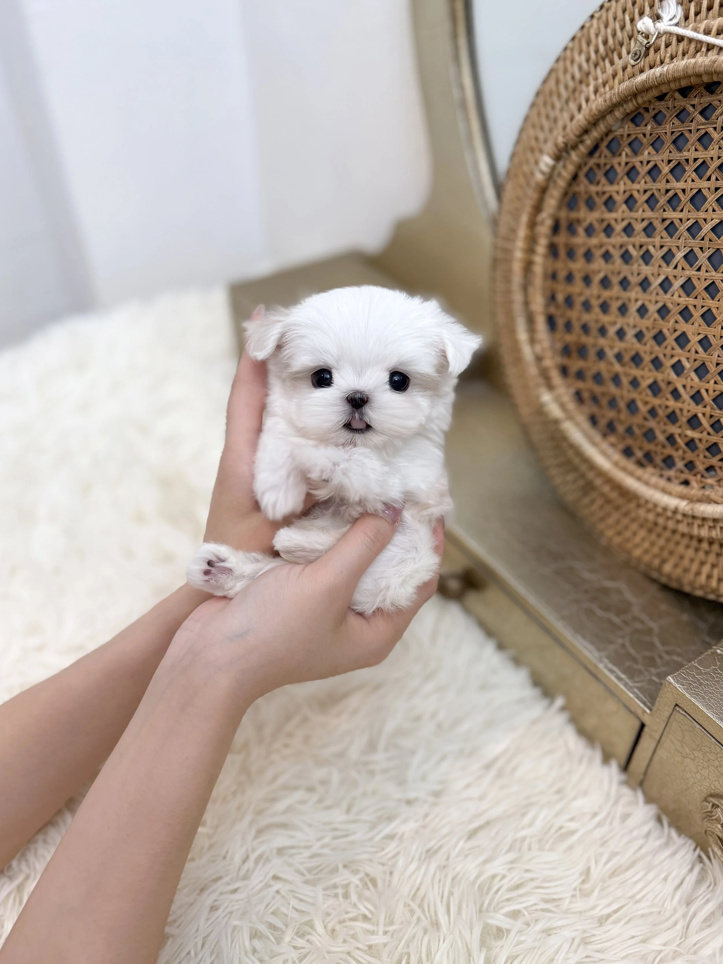 Pocket Pet Teacup Dog