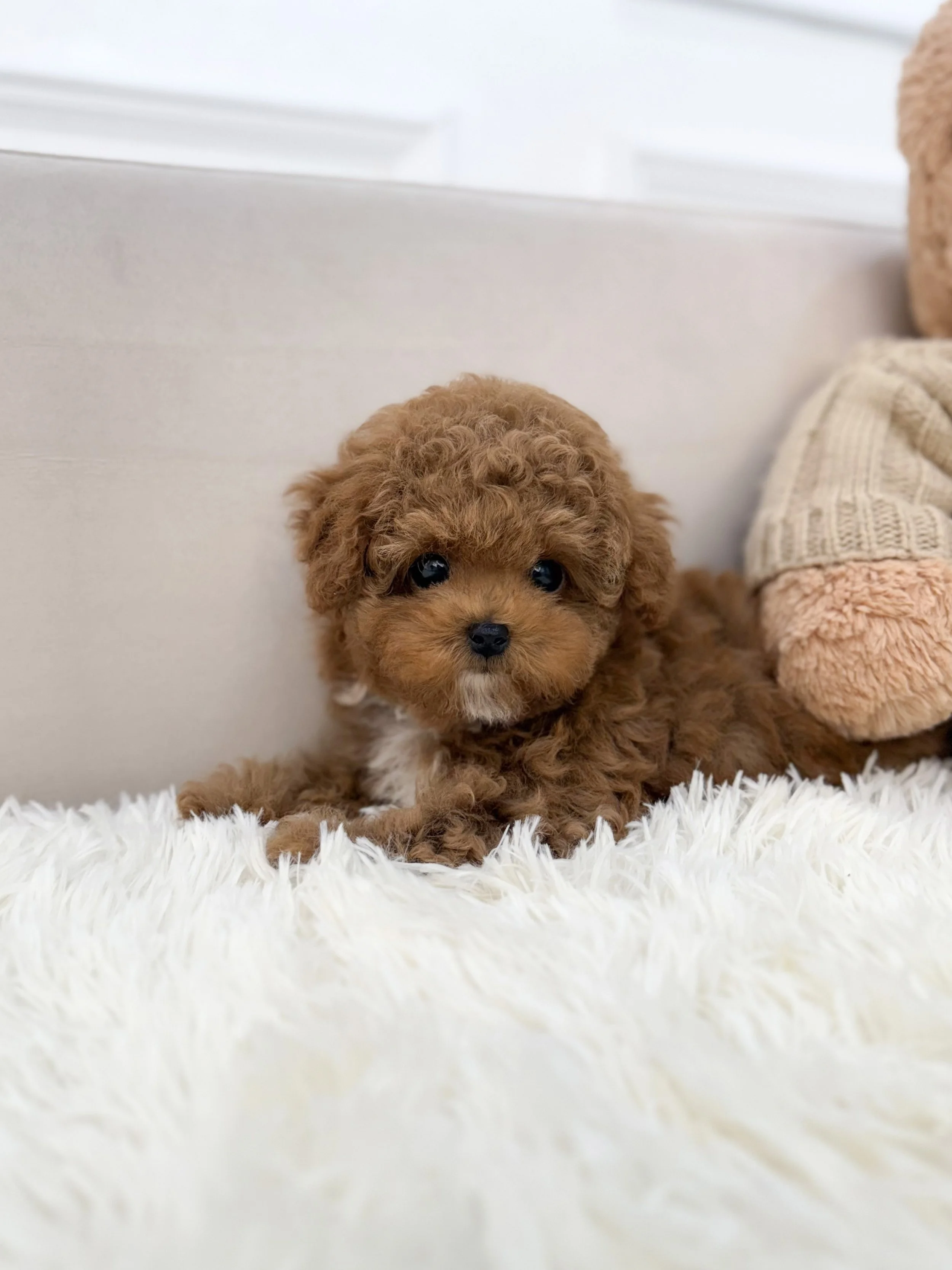 Pocket Pet Teacup Dog