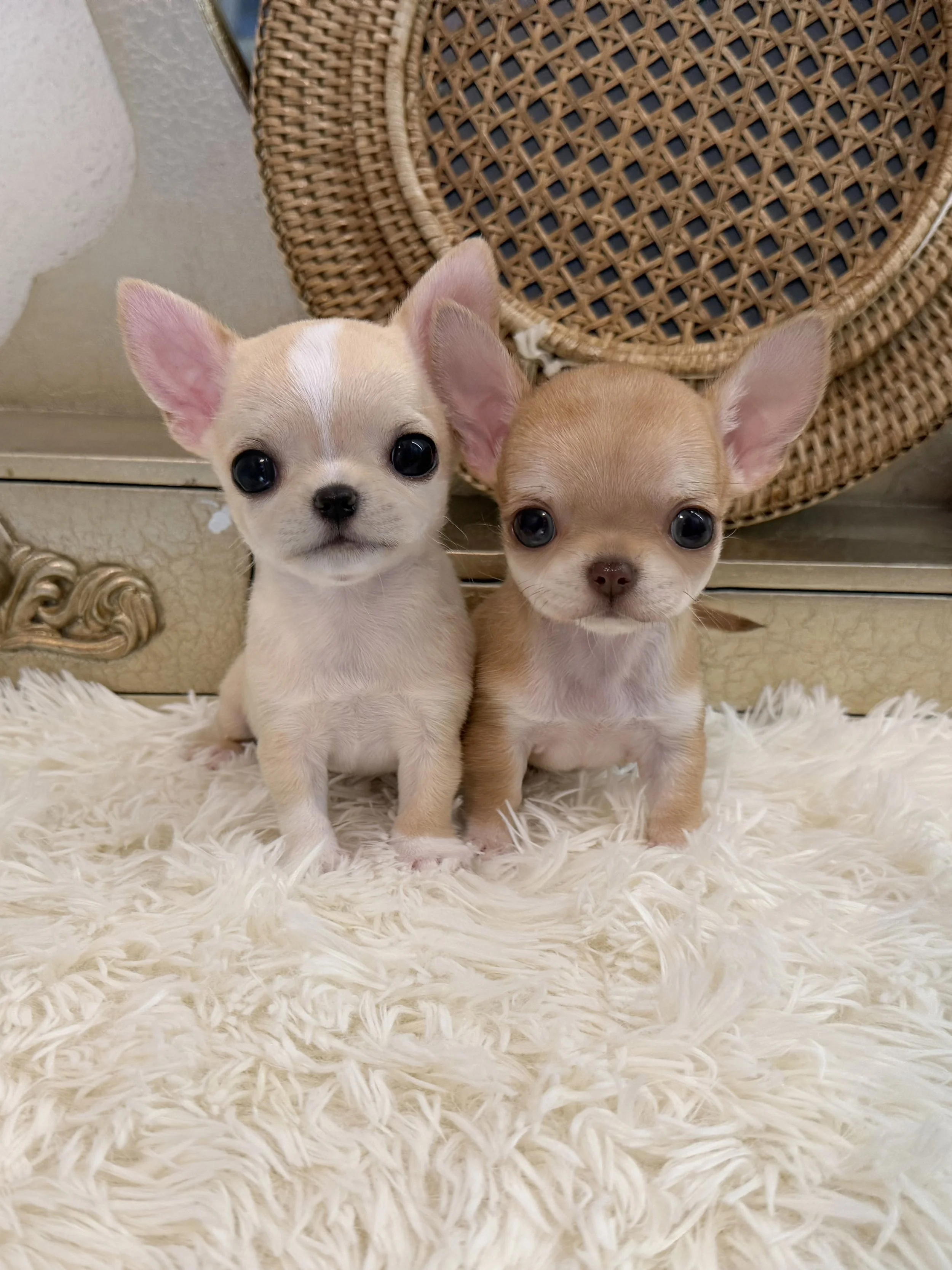 Pocket Pet Teacup Dog