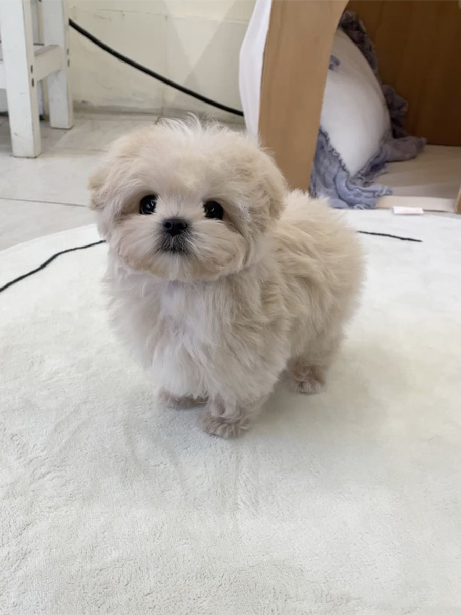 截屏2026-02-11 上午1.07.40.png