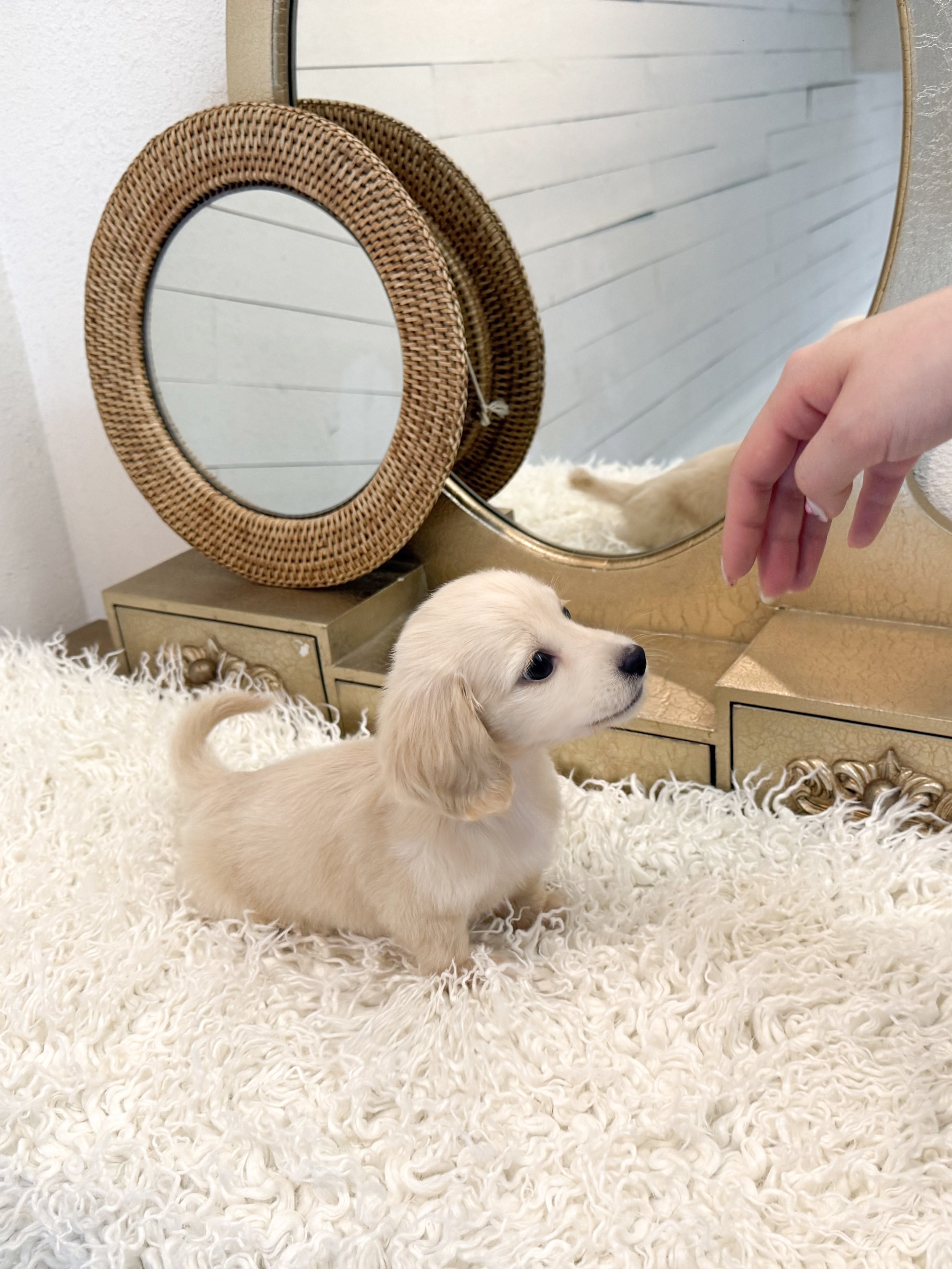 Pocket Pet Teacup Dog