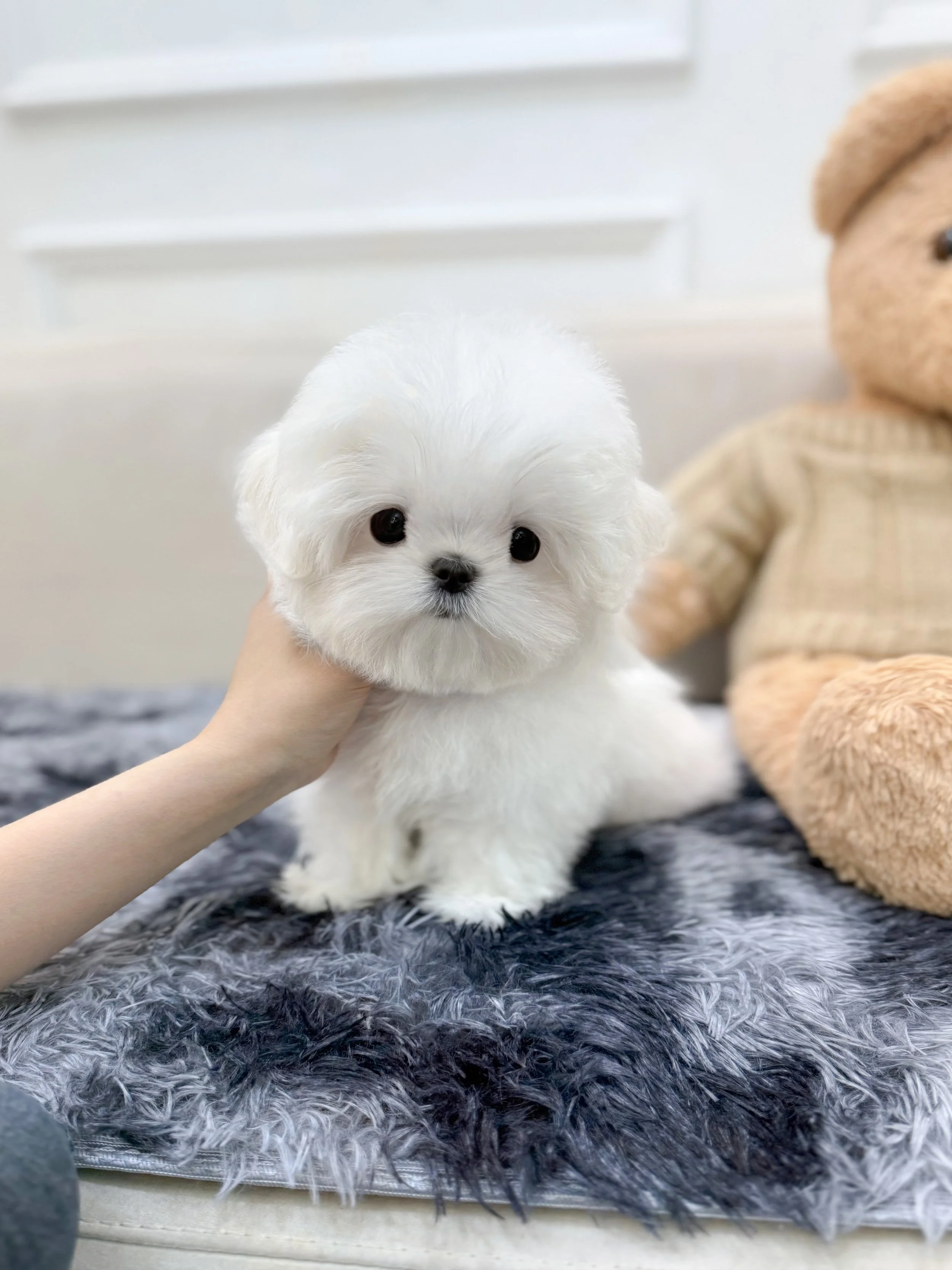 Pocket Pet Teacup Dog