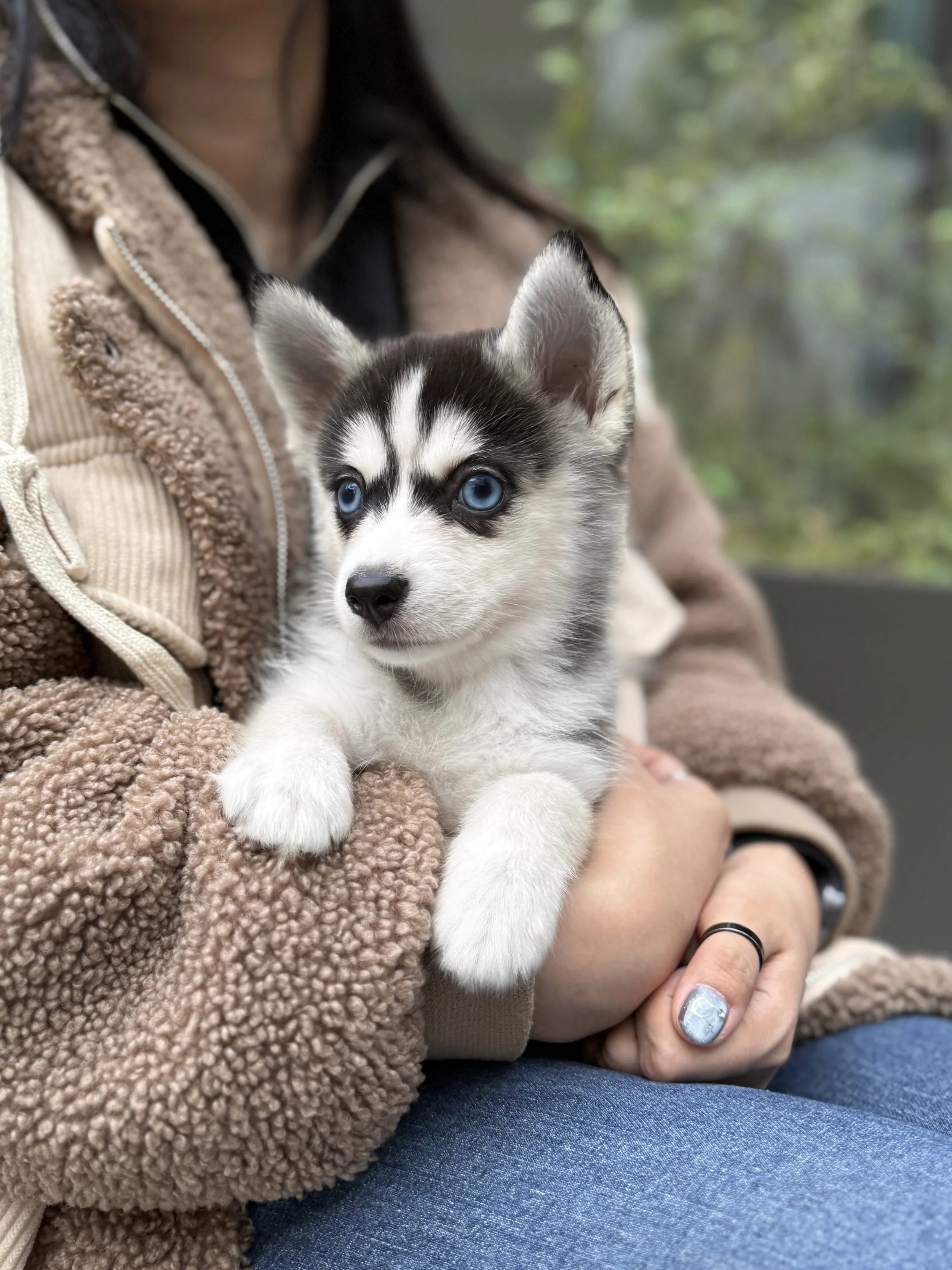 Pocket Pet Teacup Dog