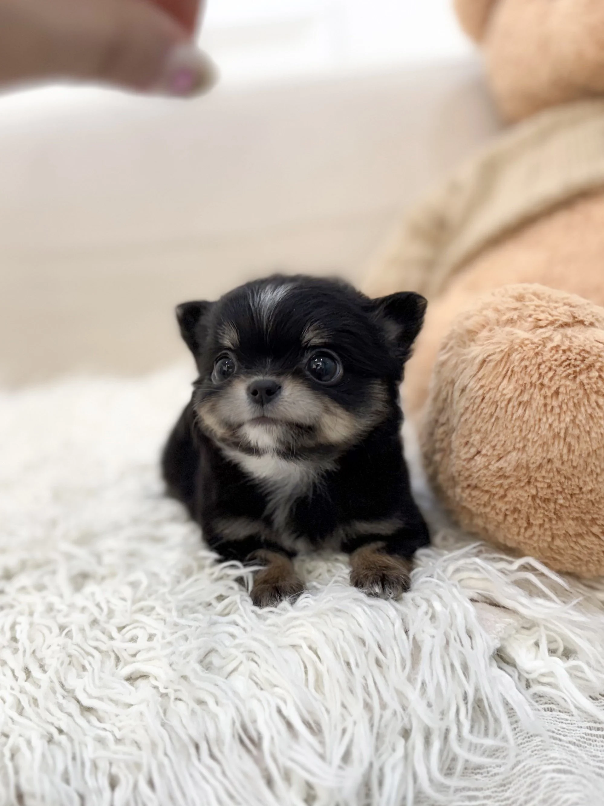 Pocket Pet Teacup Dog