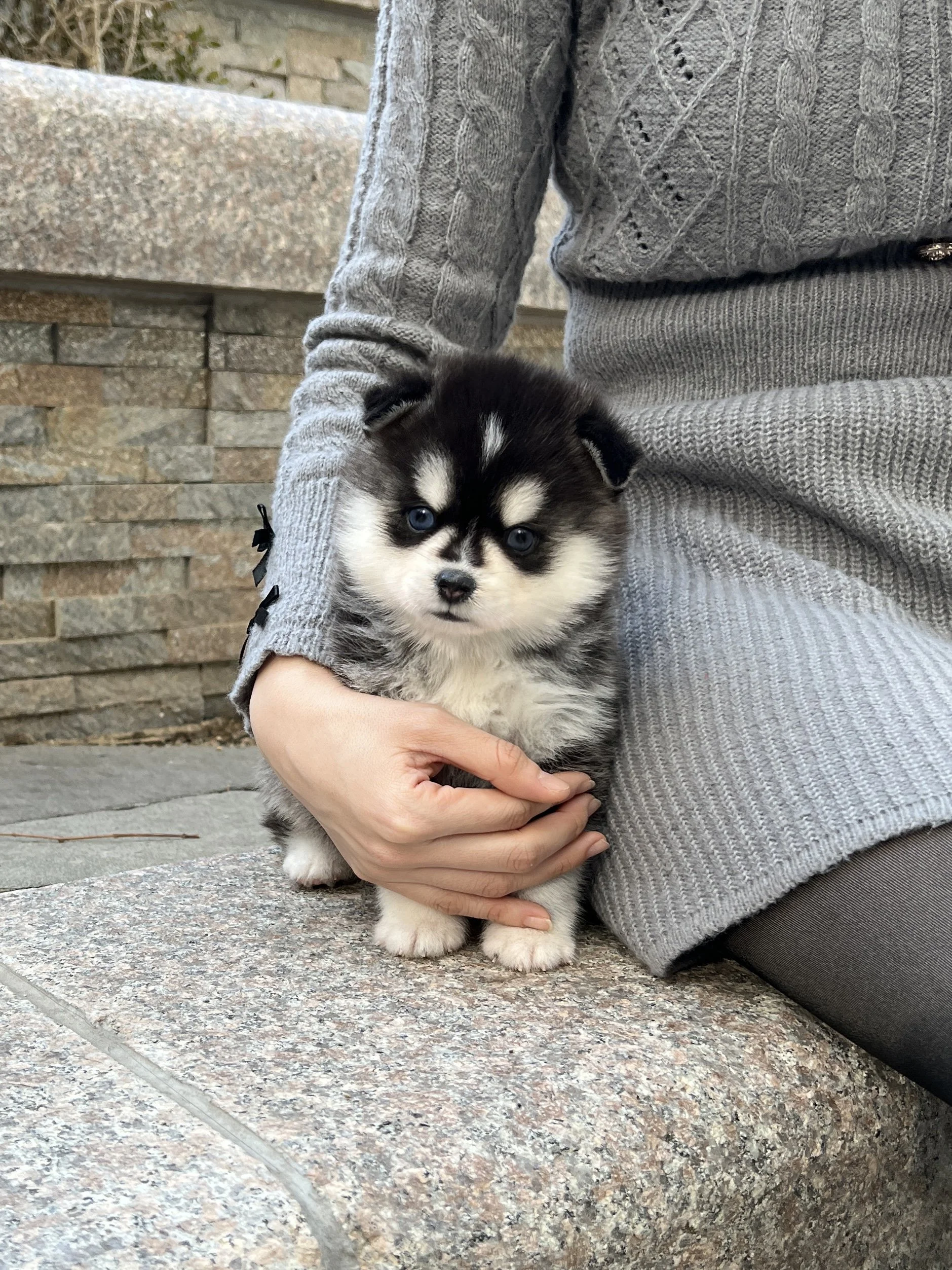 Pocket Pet Teacup Dog
