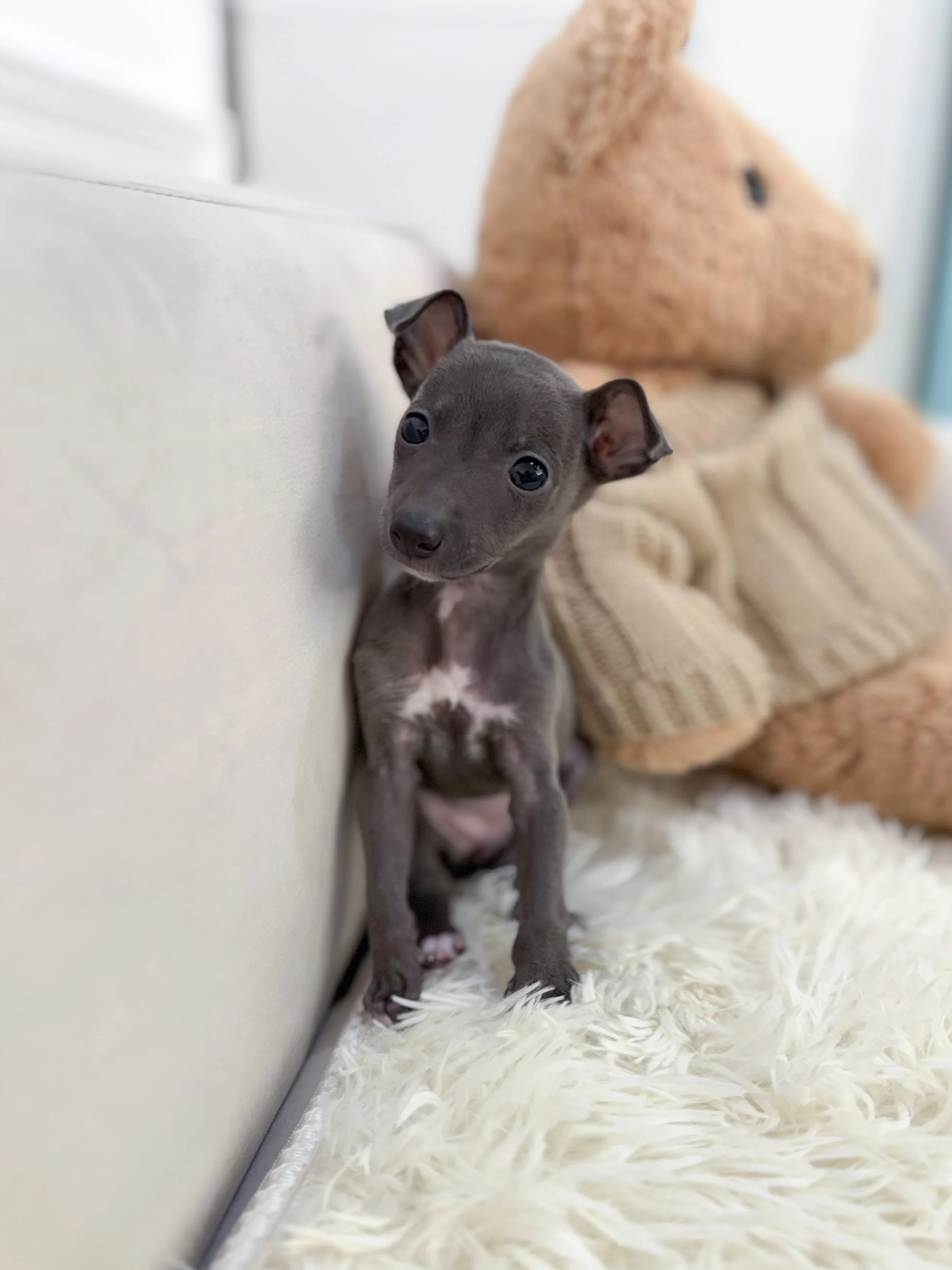 Pocket Pet Teacup Dog