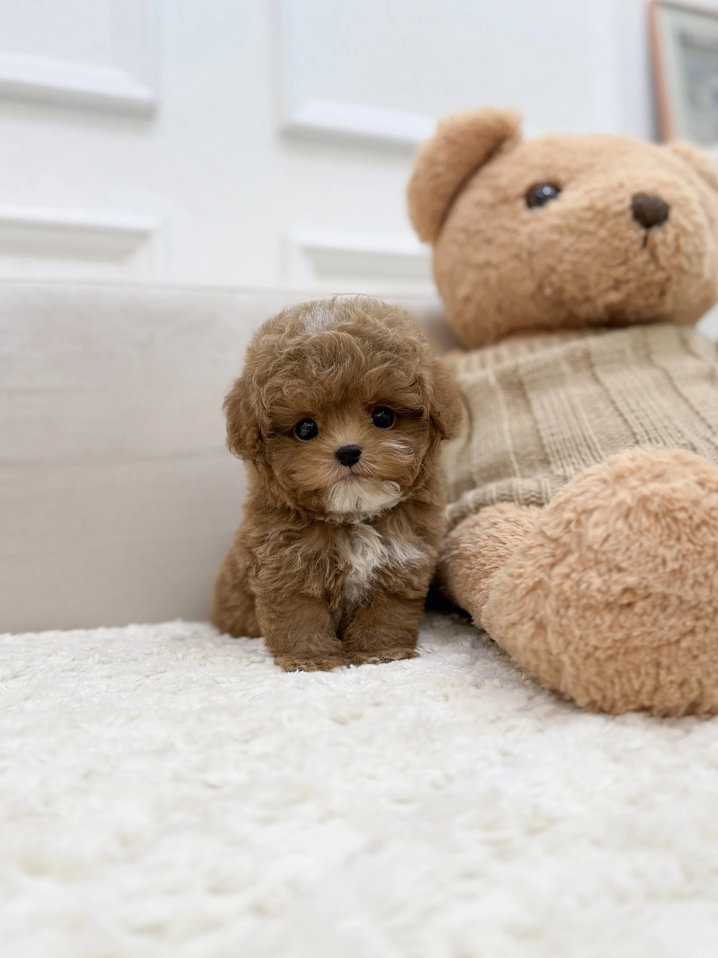 Pocket Pet Teacup Dog