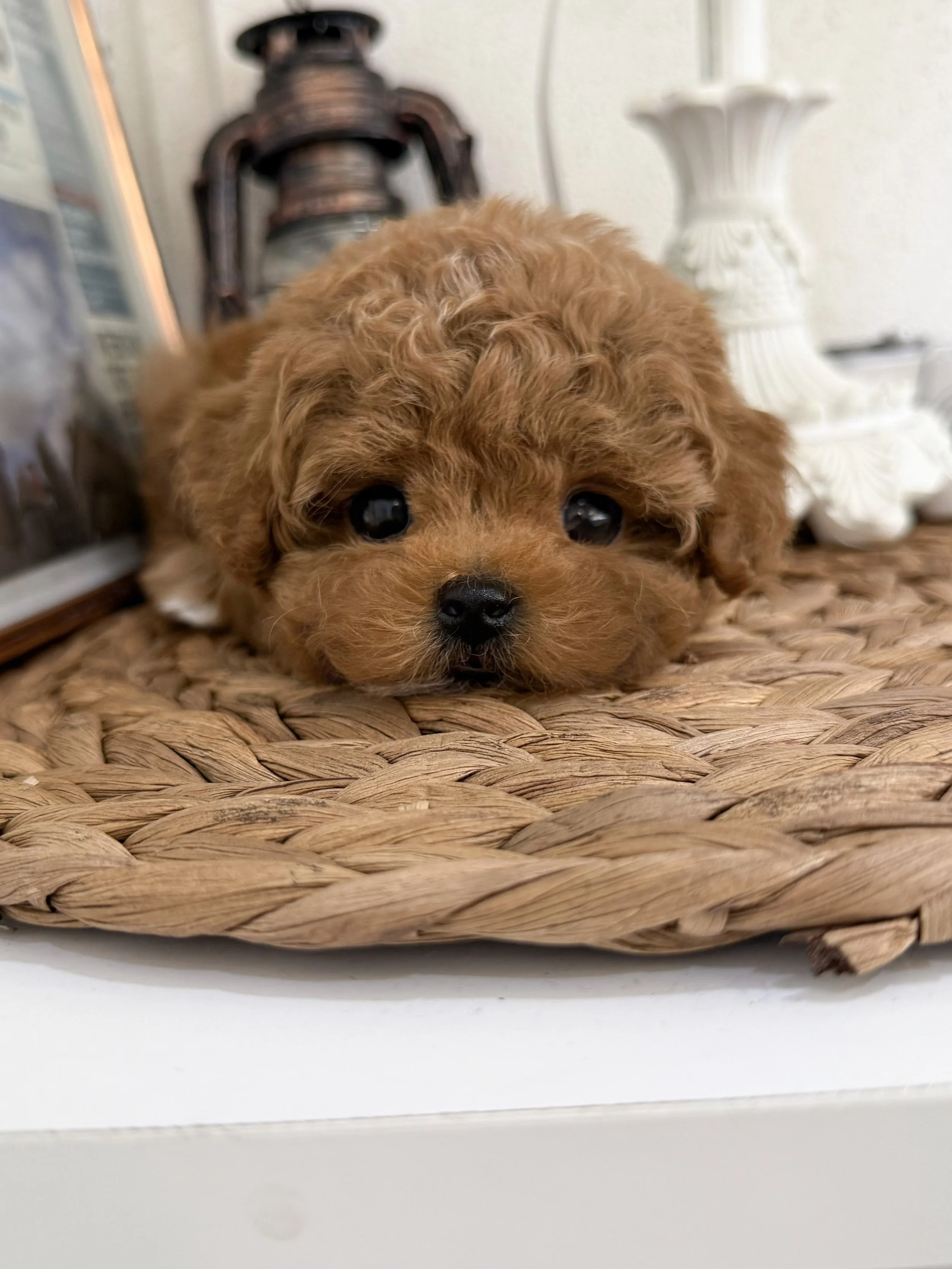 Pocket Pet Teacup Dog