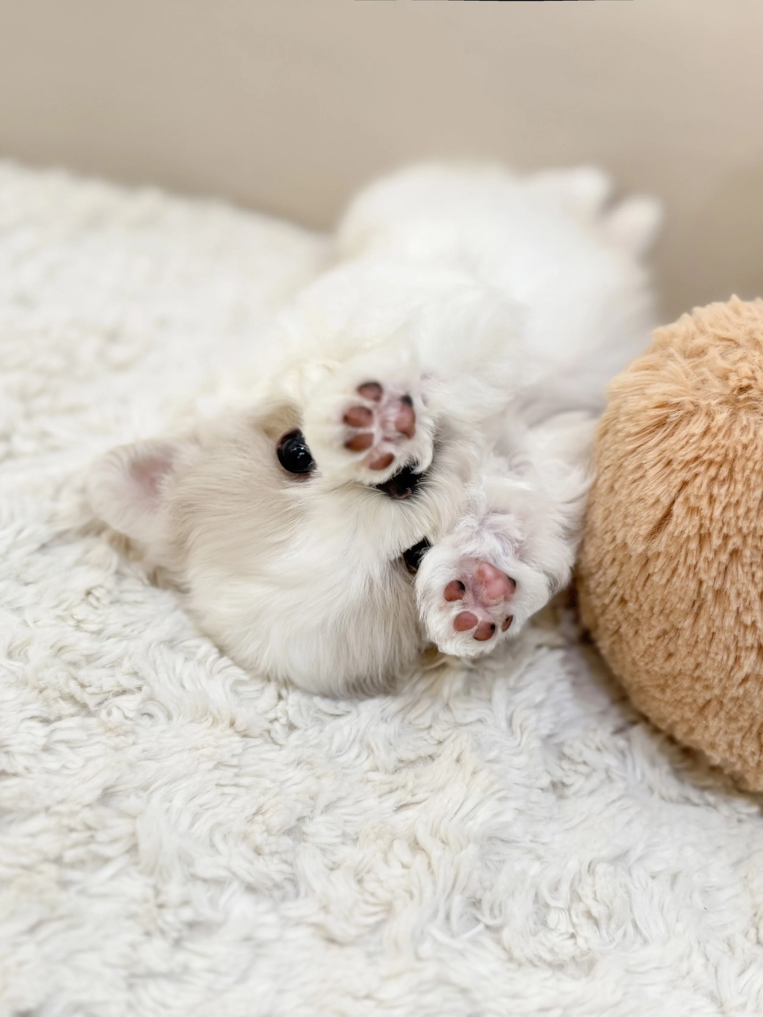 Pocket Pet Teacup Dog