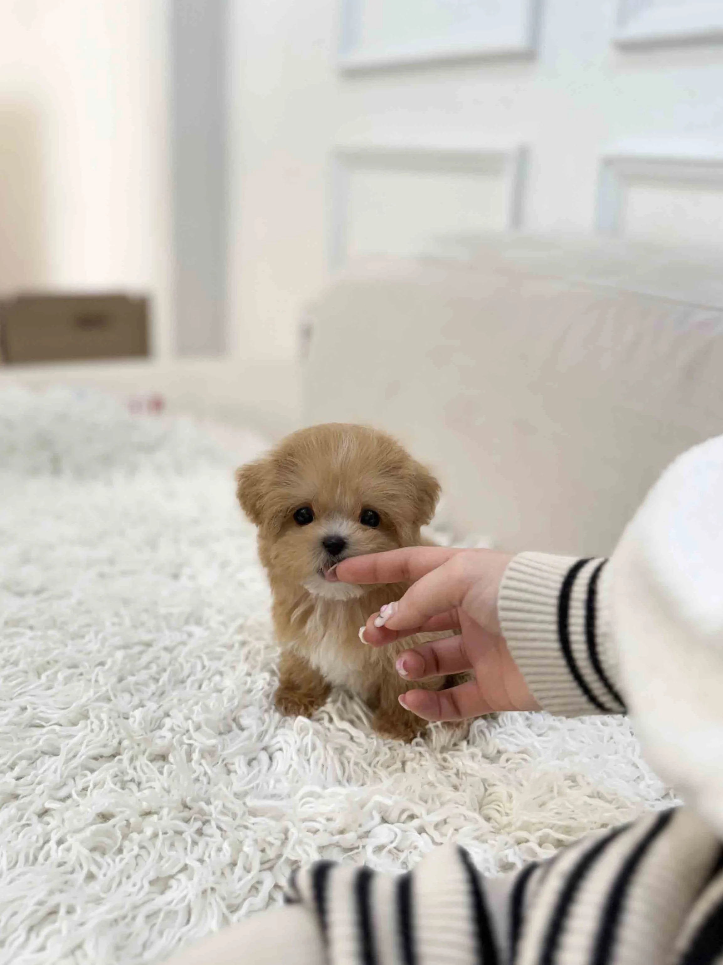 Pocket Pet Teacup Dog