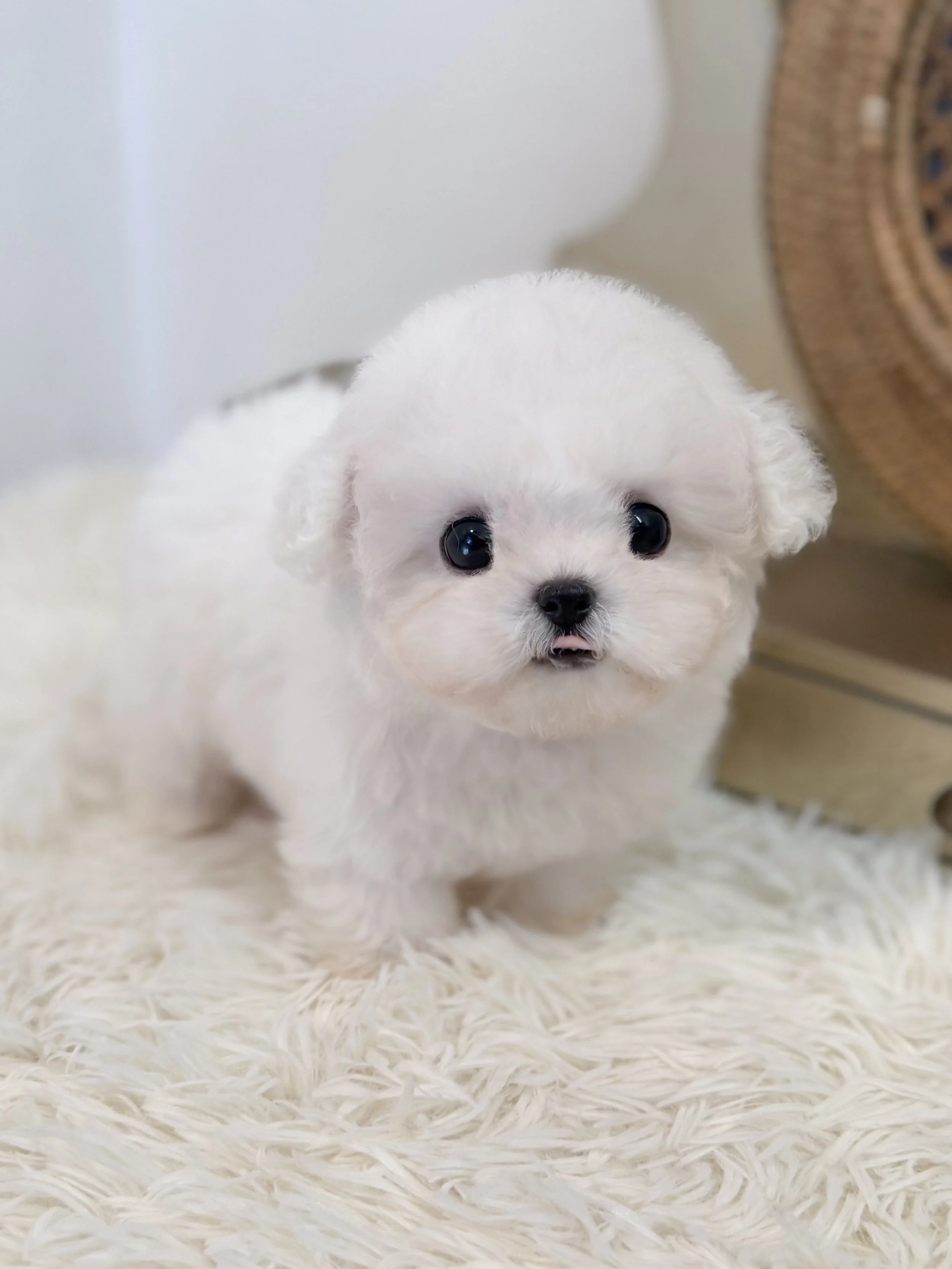 Pocket Pet Teacup Dog