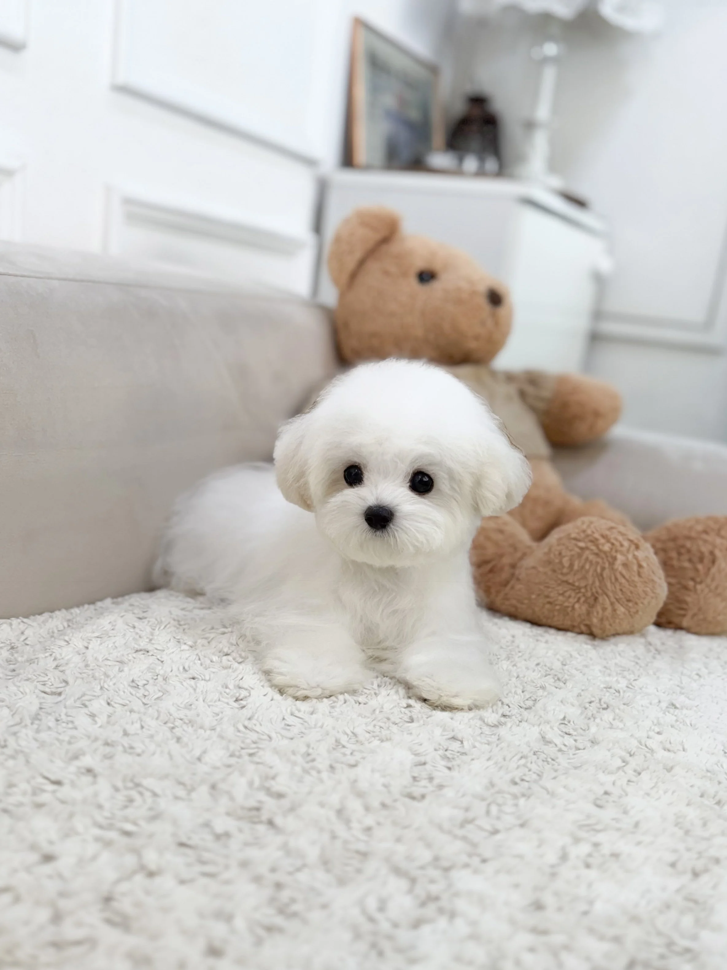 Pocket Pet Teacup Dog