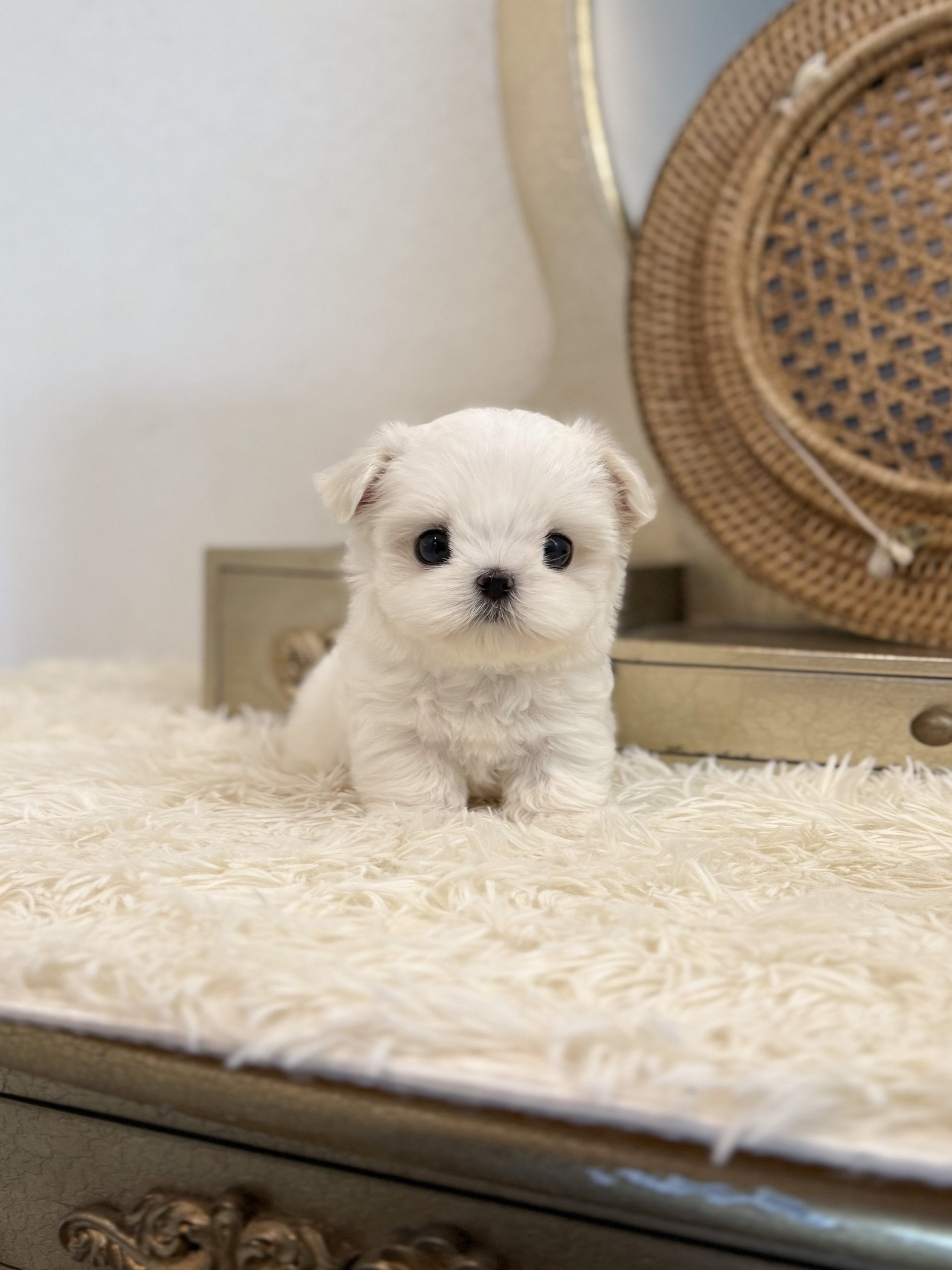 Pocket Pet Teacup Dog