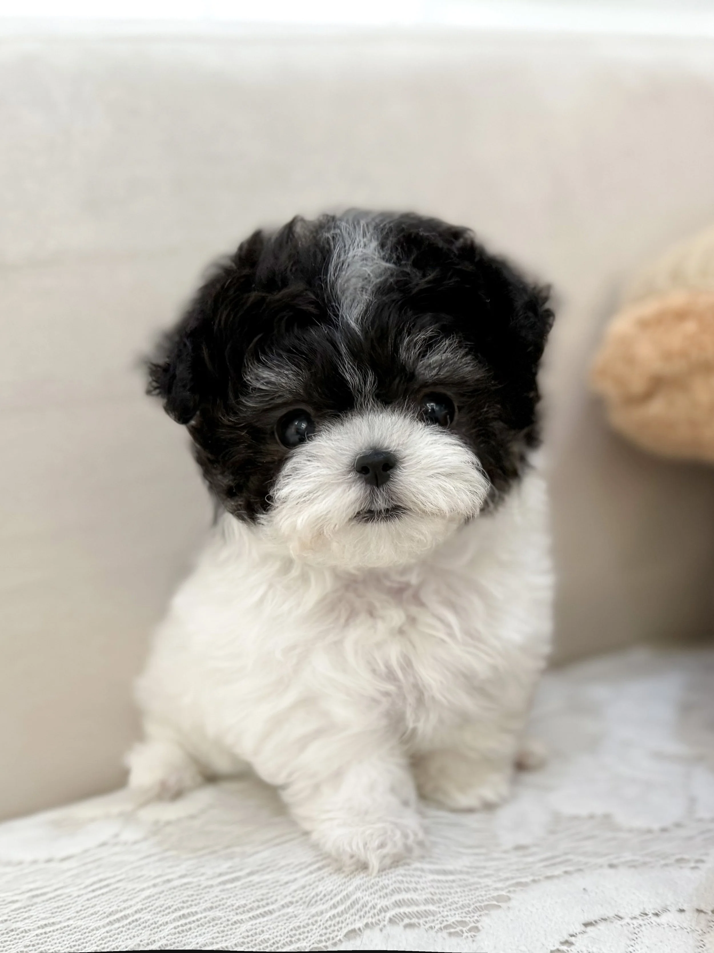 Pocket Pet Teacup Dog