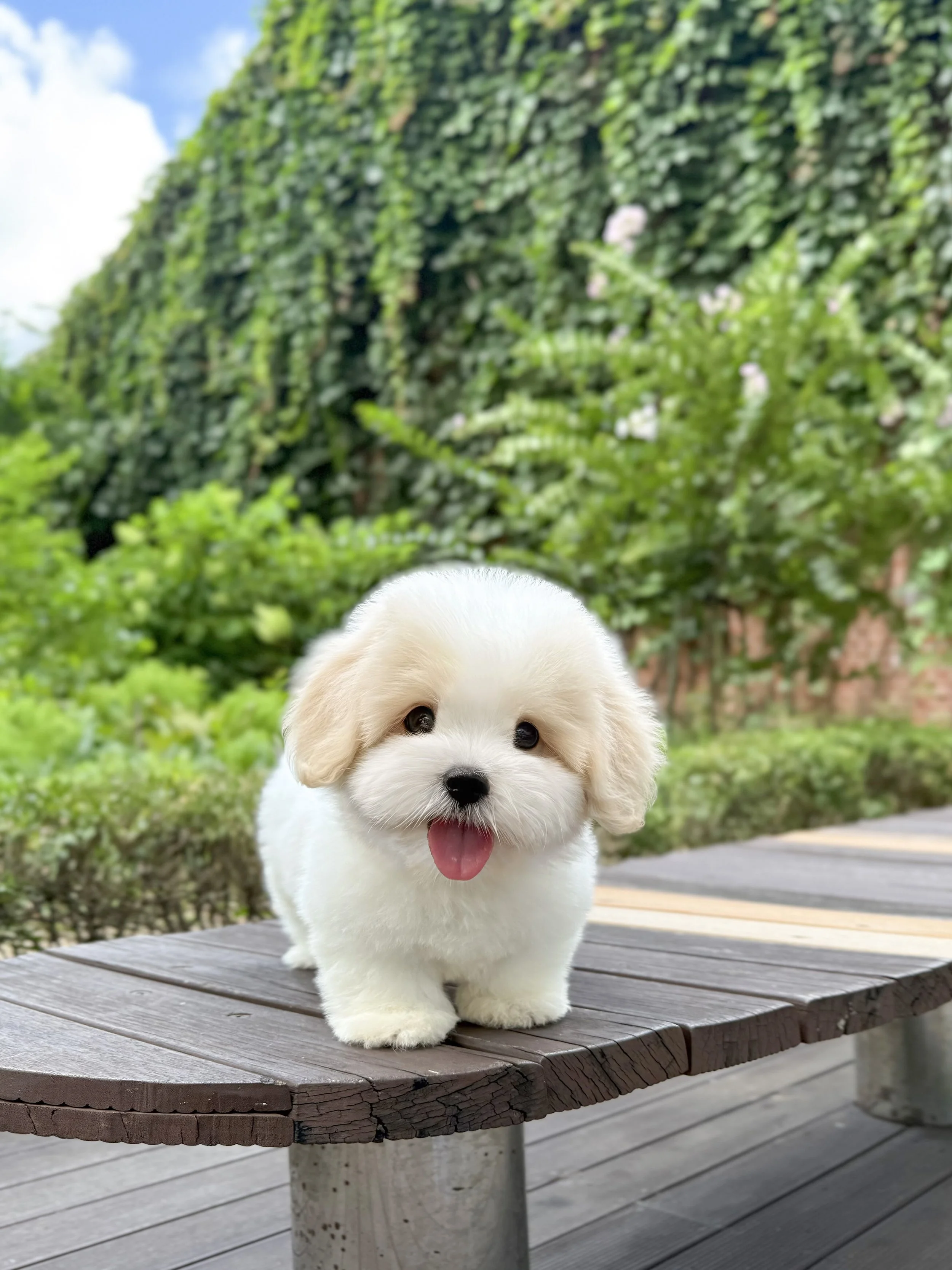 Pocket Pet Teacup Dog