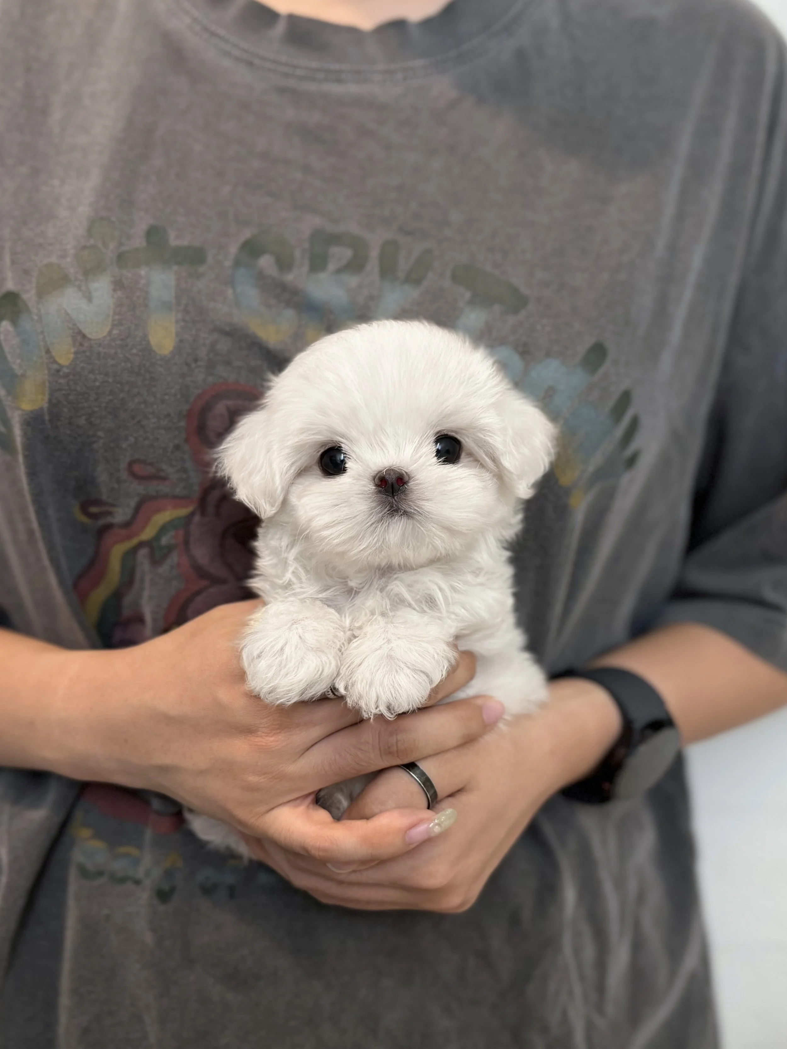 Pocket Pet Teacup Dog