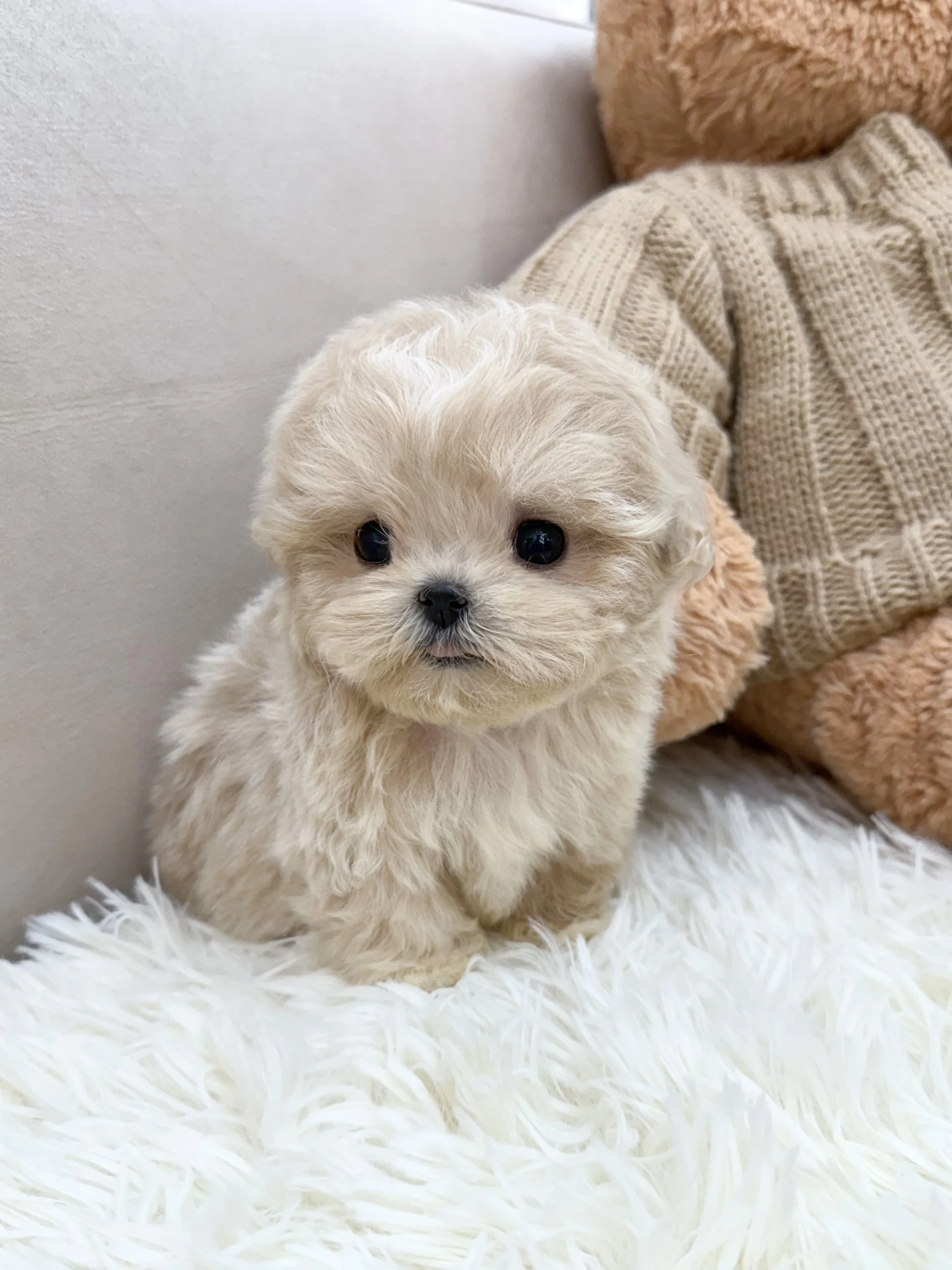 Pocket Pet Teacup Dog