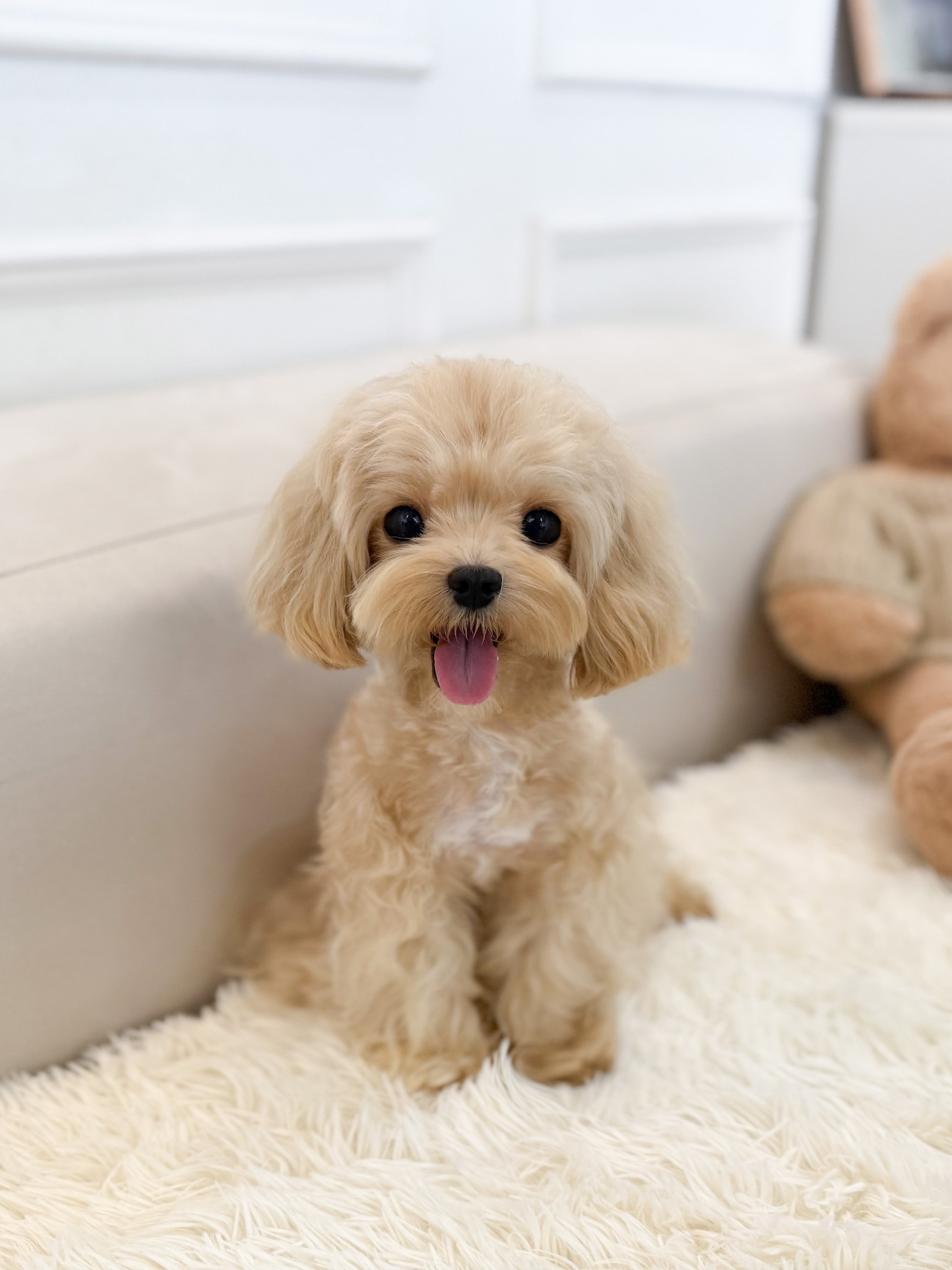 Pocket Pet Teacup Dog