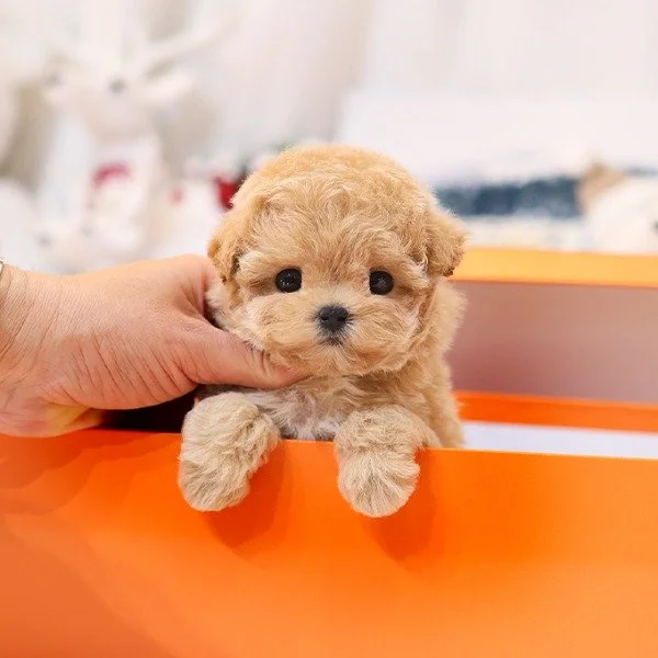 Pocket Pet Teacup Dog