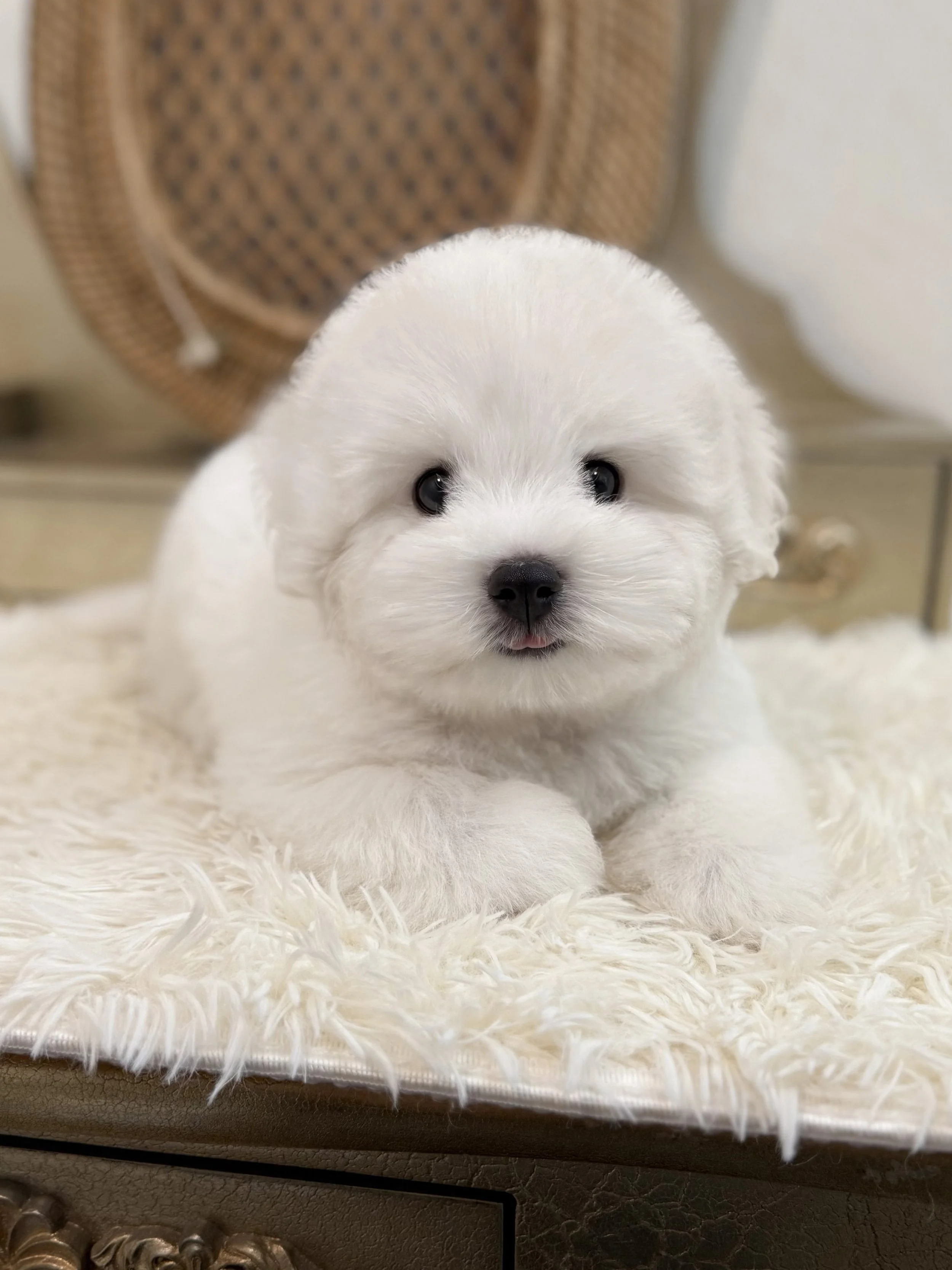 Pocket Pet Teacup Dog