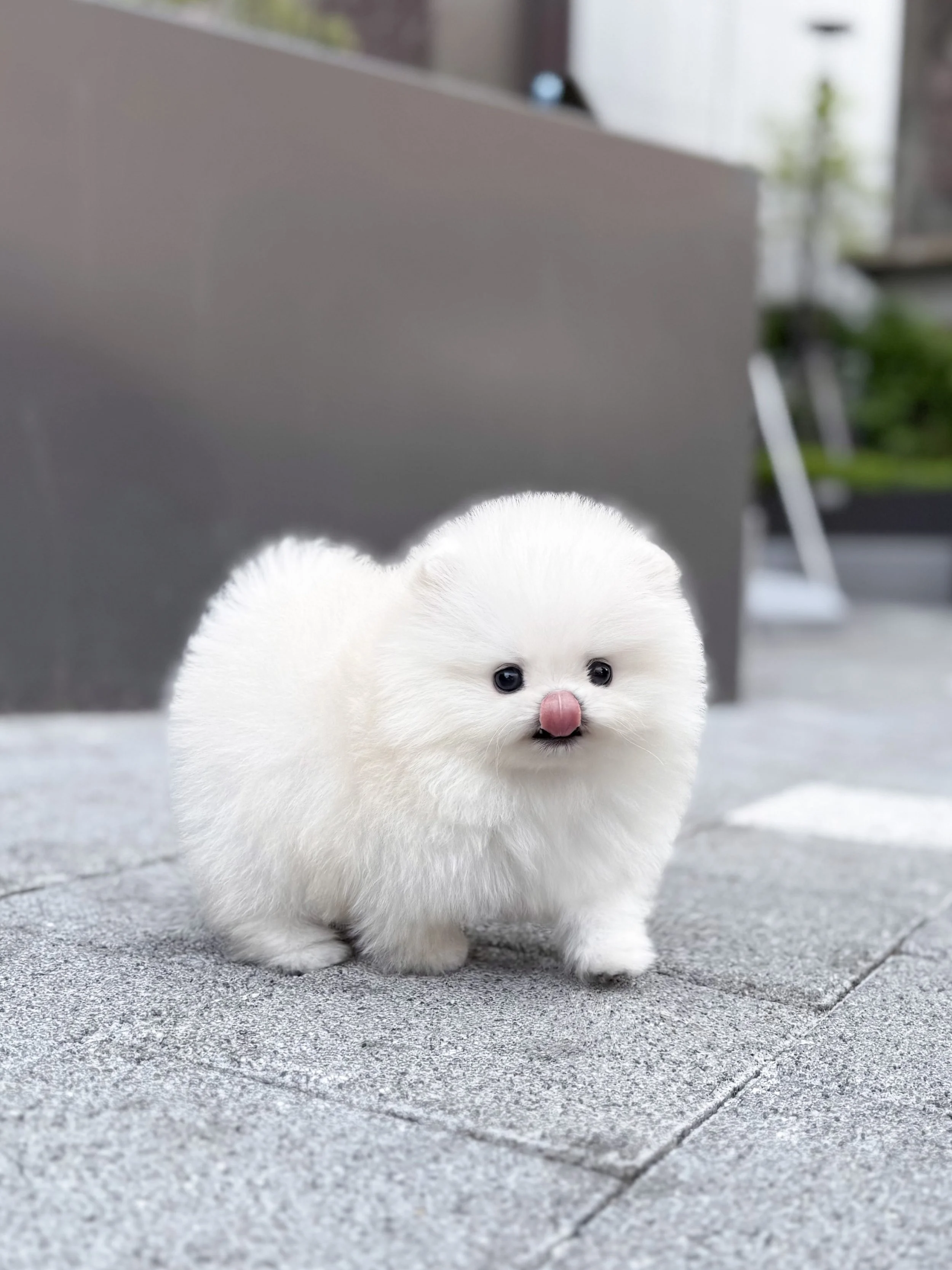 Pocket Pet Teacup Dog
