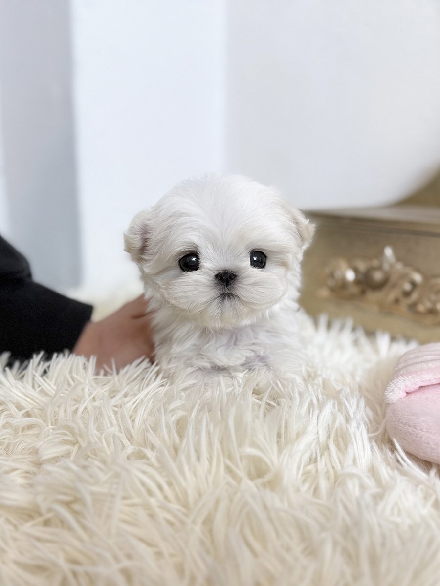 Pocket Pet Teacup Dog