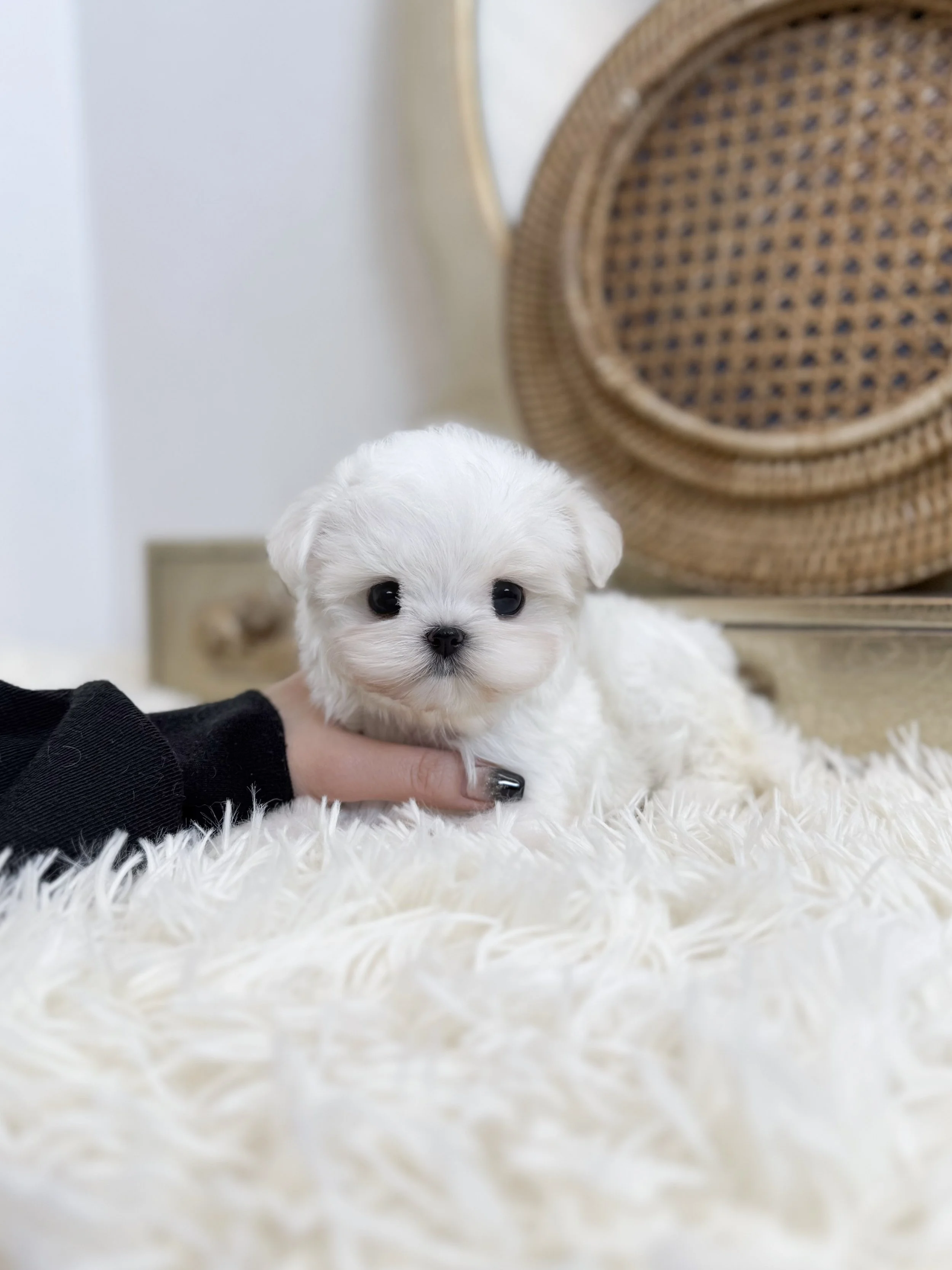 Pocket Pet Teacup Dog