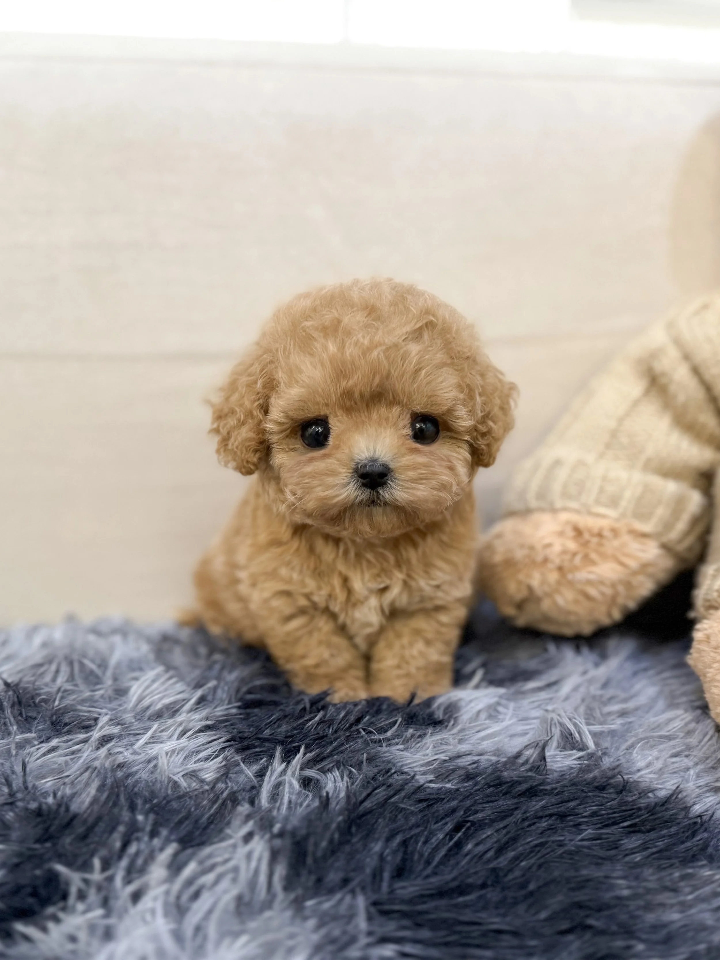 Pocket Pet Teacup Dog