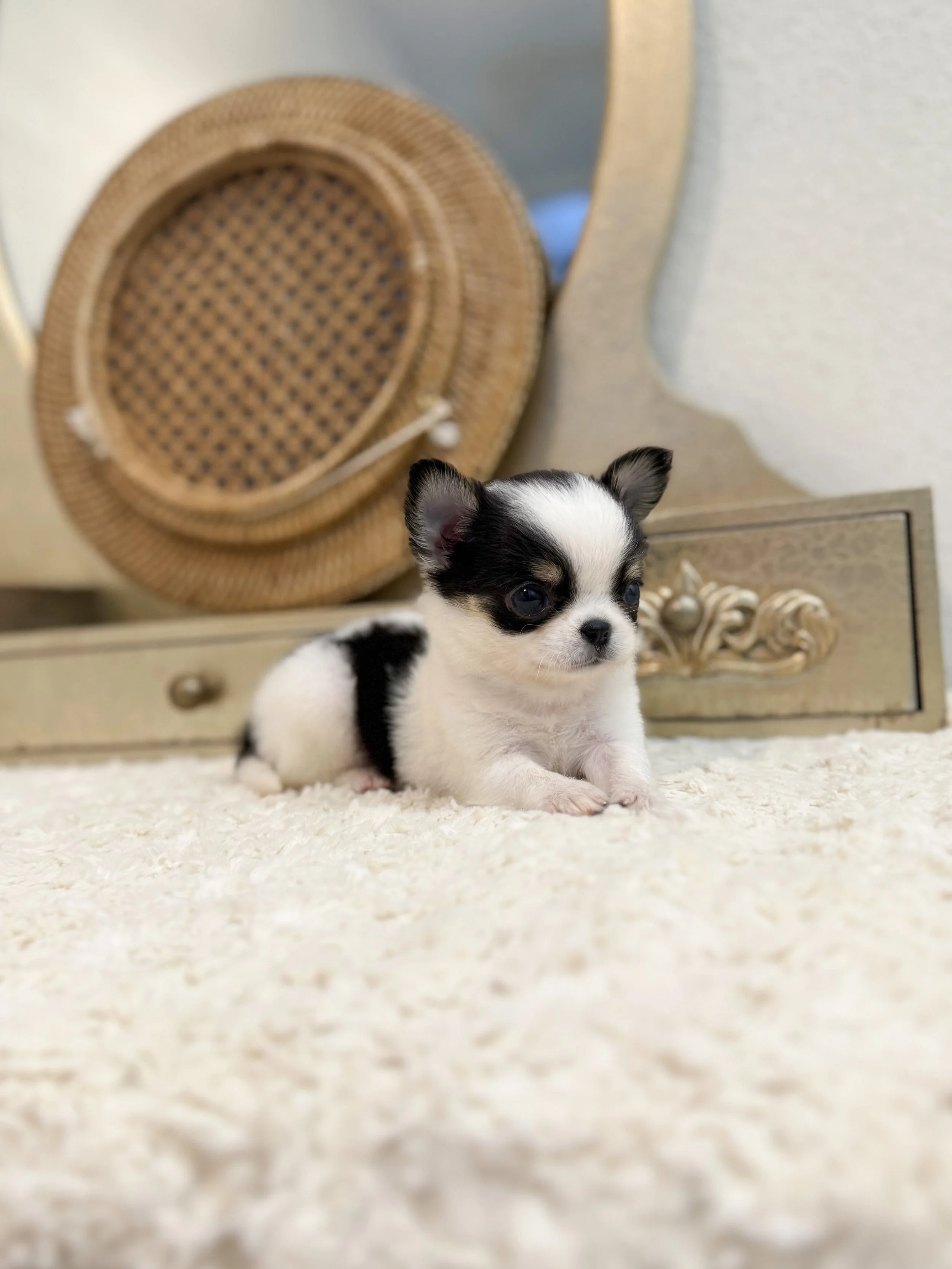 Pocket Pet Teacup Dog