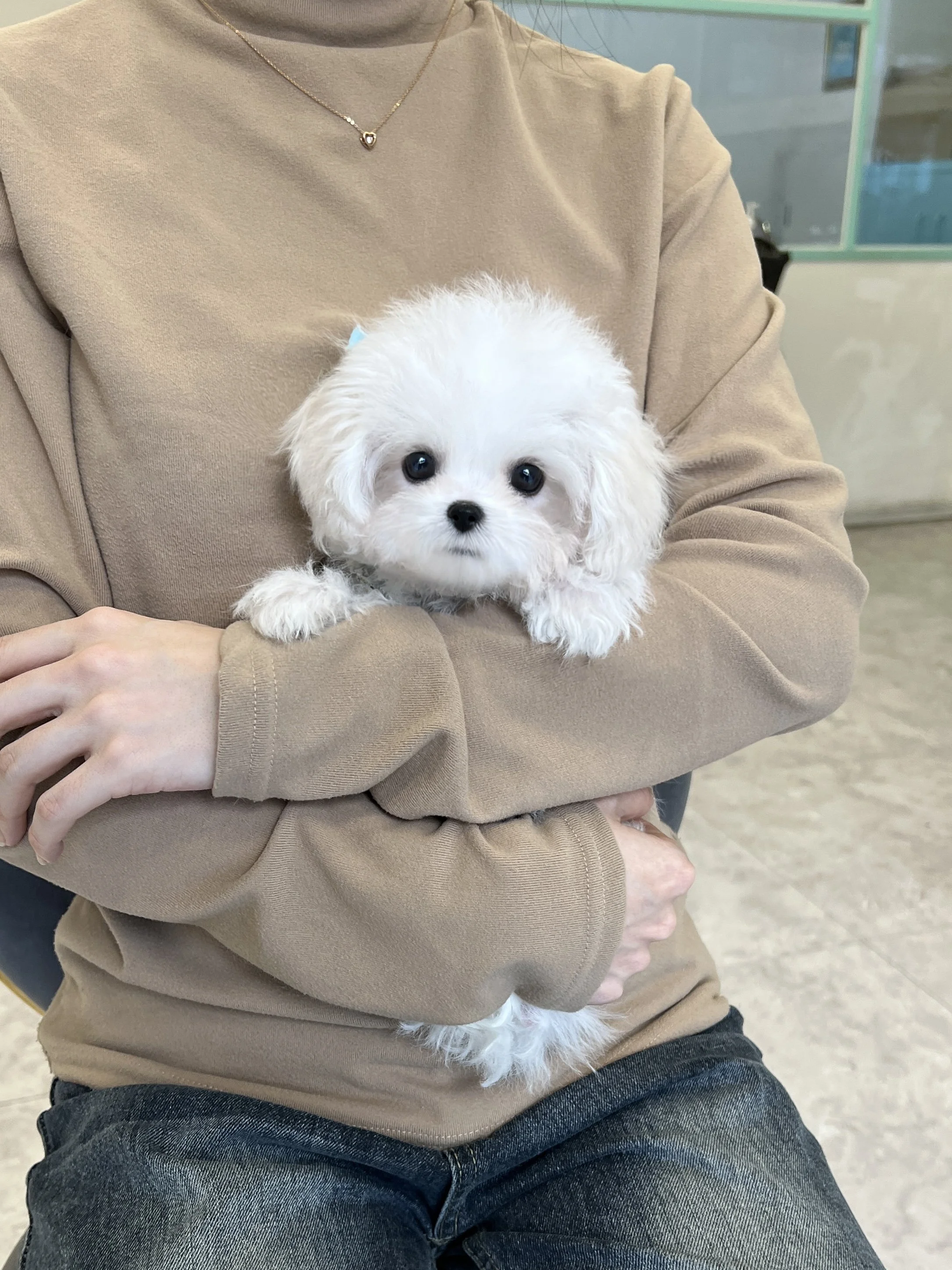 Pocket Pet Teacup Dog