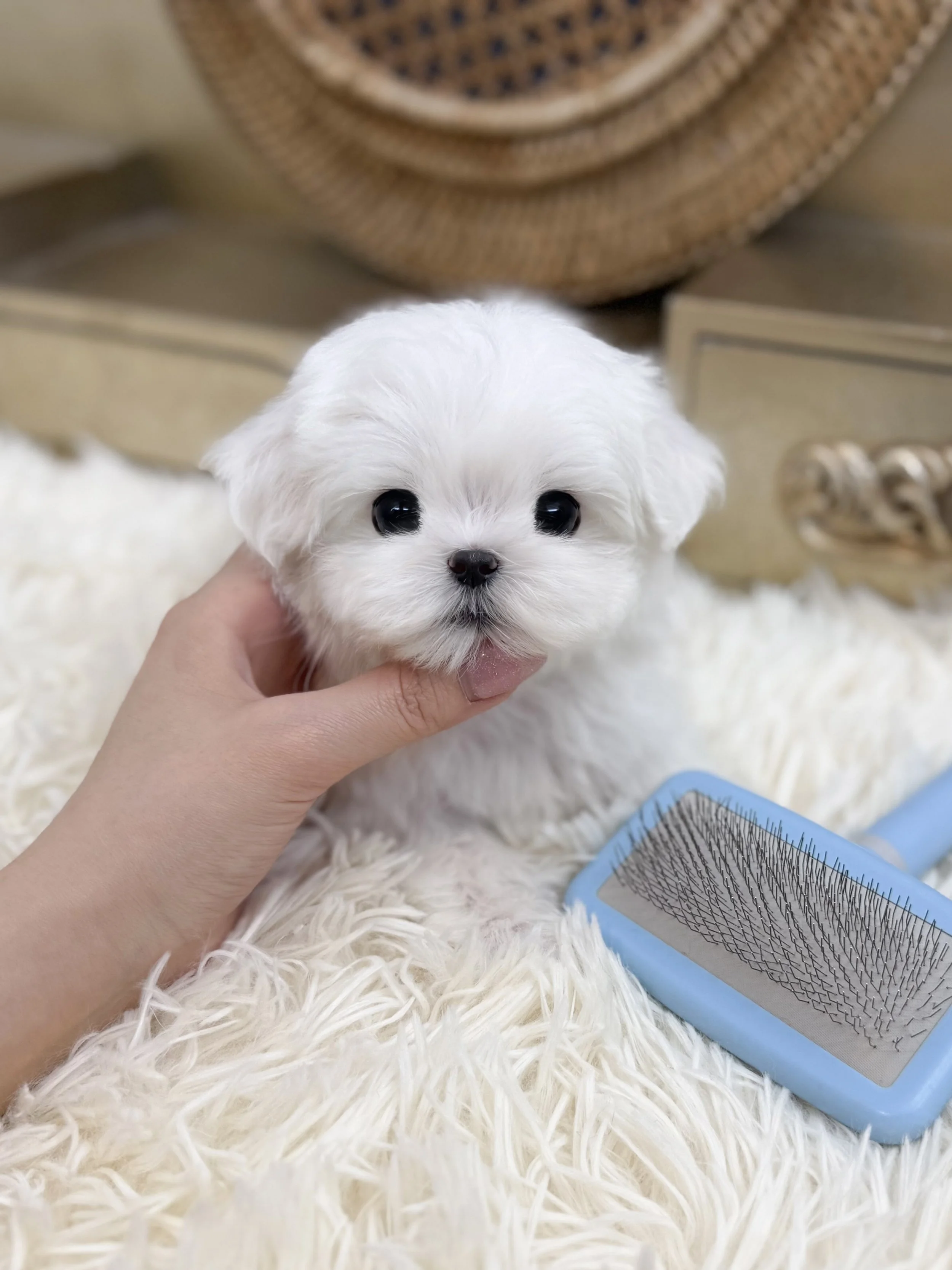 Pocket Pet Teacup Dog